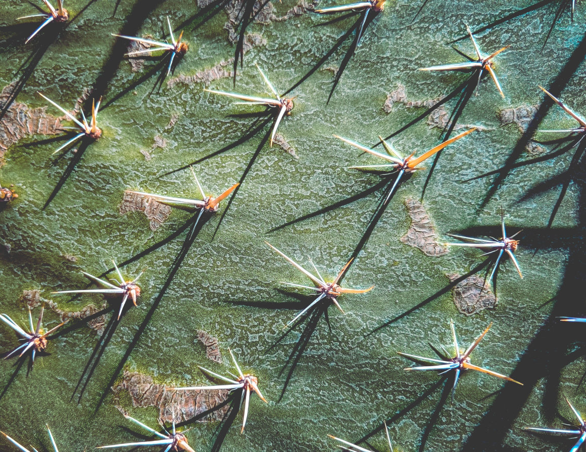 desktop wallpaper, naina redhu, naina.co, los angeles, california, eyesfordestinations, eyesforla, eyesforamerica, professional photographer, travel photographer, travel blogger, professional blogger, experience collector, international traveler, phone wallpaper, cactus, spikes, close up, cactus wallpaper