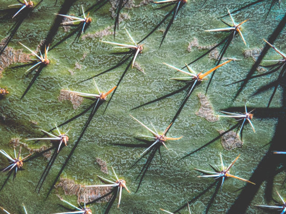 desktop wallpaper, naina redhu, naina.co, los angeles, california, eyesfordestinations, eyesforla, eyesforamerica, professional photographer, travel photographer, travel blogger, professional blogger, experience collector, international traveler, phone wallpaper, cactus, spikes, close up, cactus wallpaper