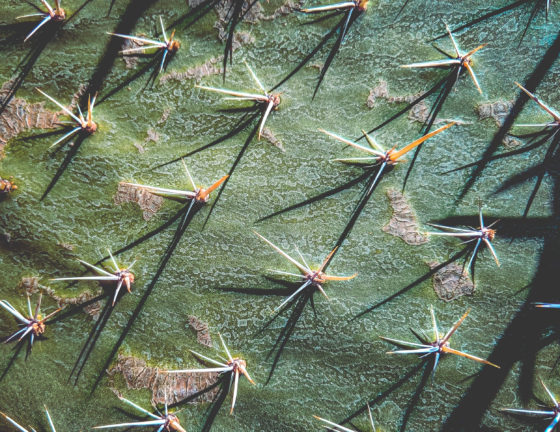 desktop wallpaper, naina redhu, naina.co, los angeles, california, eyesfordestinations, eyesforla, eyesforamerica, professional photographer, travel photographer, travel blogger, professional blogger, experience collector, international traveler, phone wallpaper, cactus, spikes, close up, cactus wallpaper