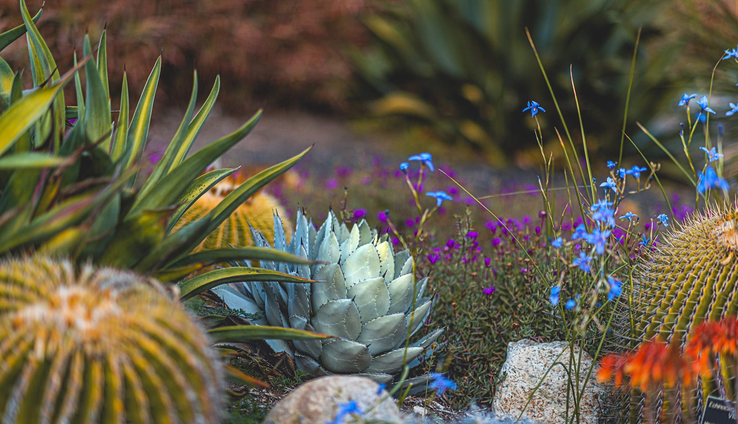 desktop wallpaper, naina redhu, naina.co, huntington library, huntington botanical garden, los angeles, california, eyesfordestinations, eyesforla, eyesforamerica, happy new year 2020, professional photographer, travel photographer, travel blogger, professional blogger, experience collector, international traveler, desert garden, succulents, cactus, cactii, plant lady, phone wallpaper