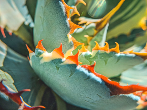 desktop wallpaper, naina redhu, naina.co, los angeles, california, eyesfordestinations, eyesforla, eyesforamerica, professional photographer, travel photographer, travel blogger, professional blogger, experience collector, international traveler, phone wallpaper, butterfly agave, succulent, succulent wallpaper, agave wallpaper, verschaffelt agave, agave potatorum, blue leaves, orange spikes, red spikes, botanical garden