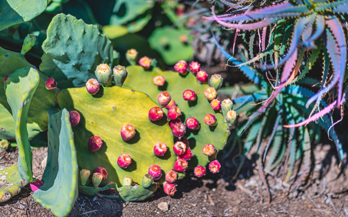 desktop wallpaper, naina redhu, naina.co, los angeles, california, eyesfordestinations, eyesforla, eyesforamerica, professional photographer, travel photographer, travel blogger, professional blogger, experience collector, international traveler, phone wallpaper, huntington library, huntington botanical garden, prickly pear cactus, cactus wallpaper, prickly pear wallpaper