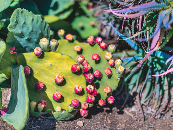 desktop wallpaper, naina redhu, naina.co, los angeles, california, eyesfordestinations, eyesforla, eyesforamerica, professional photographer, travel photographer, travel blogger, professional blogger, experience collector, international traveler, phone wallpaper, huntington library, huntington botanical garden, prickly pear cactus, cactus wallpaper, prickly pear wallpaper