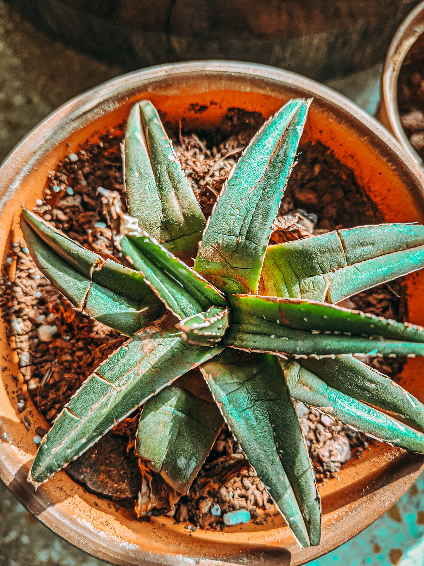 succulents, plantlady, succulentlady, succulent lover, haworthiopsis limifolia, haworthiopsis attenuata, haworthiopsis coarctata, graptopetalum filiferum, sinocrassula yunnanensis, agave victoriae, queen victoria agave, peperomia obtusifolia, succulents in india, nurserylive, mybageecha, ugaoo, succulentfactory, plantsguru, succulent factory, my bageecha, pepper fry, nursery live, rootbridges, root bridges, indoor plants, apartment plants, succulentsundermydesk, naina.co, naina redhu, buy succulents online, ceramic pots, well drained soil, gravel, order online, order plants online, pepperfry