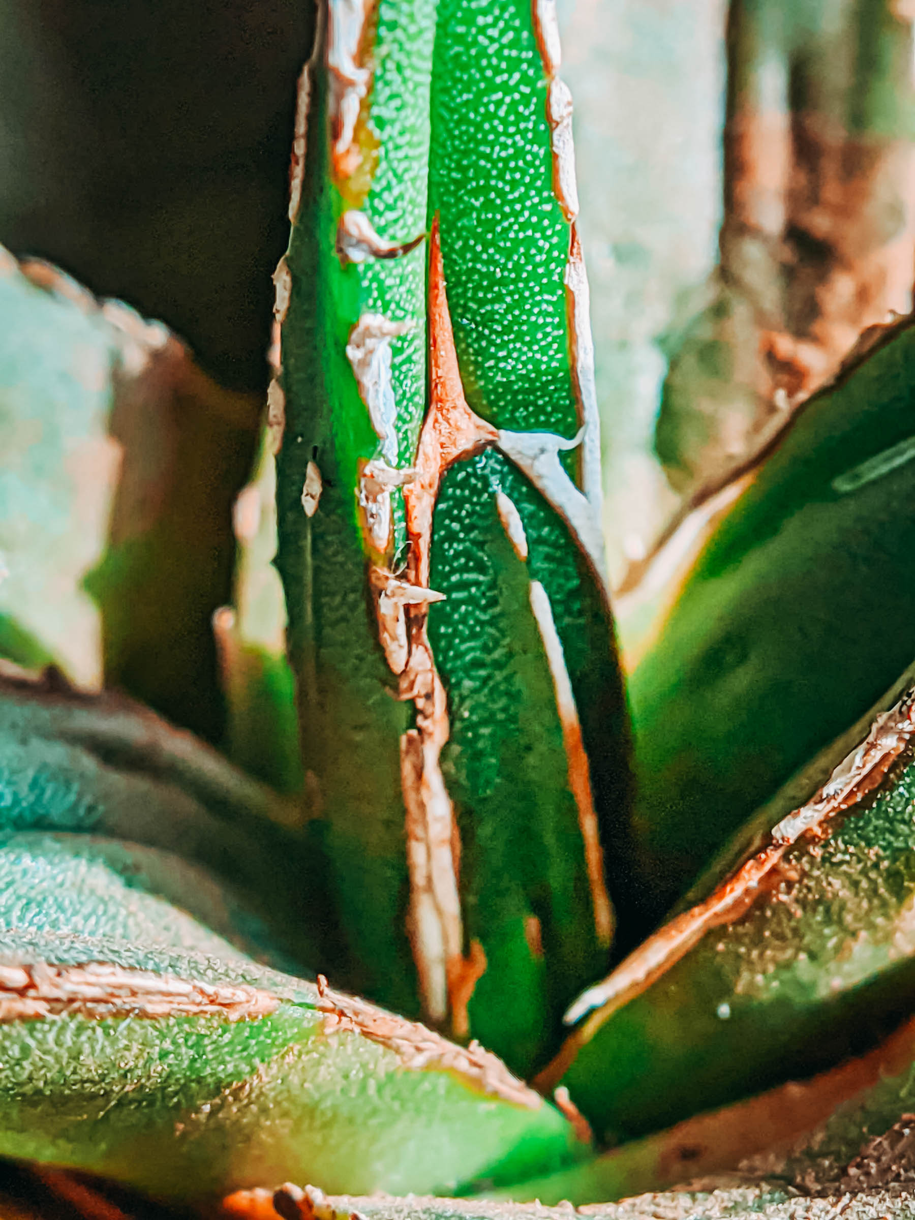 succulents, plantlady, succulentlady, succulent lover, haworthiopsis limifolia, haworthiopsis attenuata, haworthiopsis coarctata, graptopetalum filiferum, sinocrassula yunnanensis, agave victoriae, queen victoria agave, peperomia obtusifolia, succulents in india, nurserylive, mybageecha, ugaoo, succulentfactory, plantsguru, succulent factory, my bageecha, pepper fry, nursery live, rootbridges, root bridges, indoor plants, apartment plants, succulentsundermydesk, naina.co, naina redhu, buy succulents online, ceramic pots, well drained soil, gravel, order online, order plants online, pepperfry