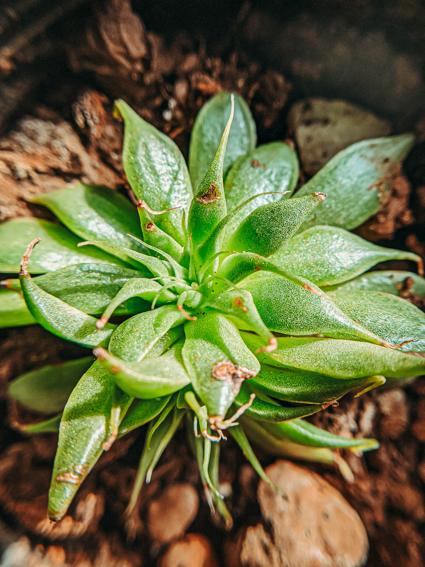 succulents, plantlady, succulentlady, succulent lover, haworthiopsis limifolia, haworthiopsis attenuata, haworthiopsis coarctata, graptopetalum filiferum, sinocrassula yunnanensis, agave victoriae, queen victoria agave, peperomia obtusifolia, succulents in india, nurserylive, mybageecha, ugaoo, succulentfactory, plantsguru, succulent factory, my bageecha, pepper fry, nursery live, rootbridges, root bridges, indoor plants, apartment plants, succulentsundermydesk, naina.co, naina redhu, buy succulents online, ceramic pots, well drained soil, gravel, order online, order plants online, pepperfry