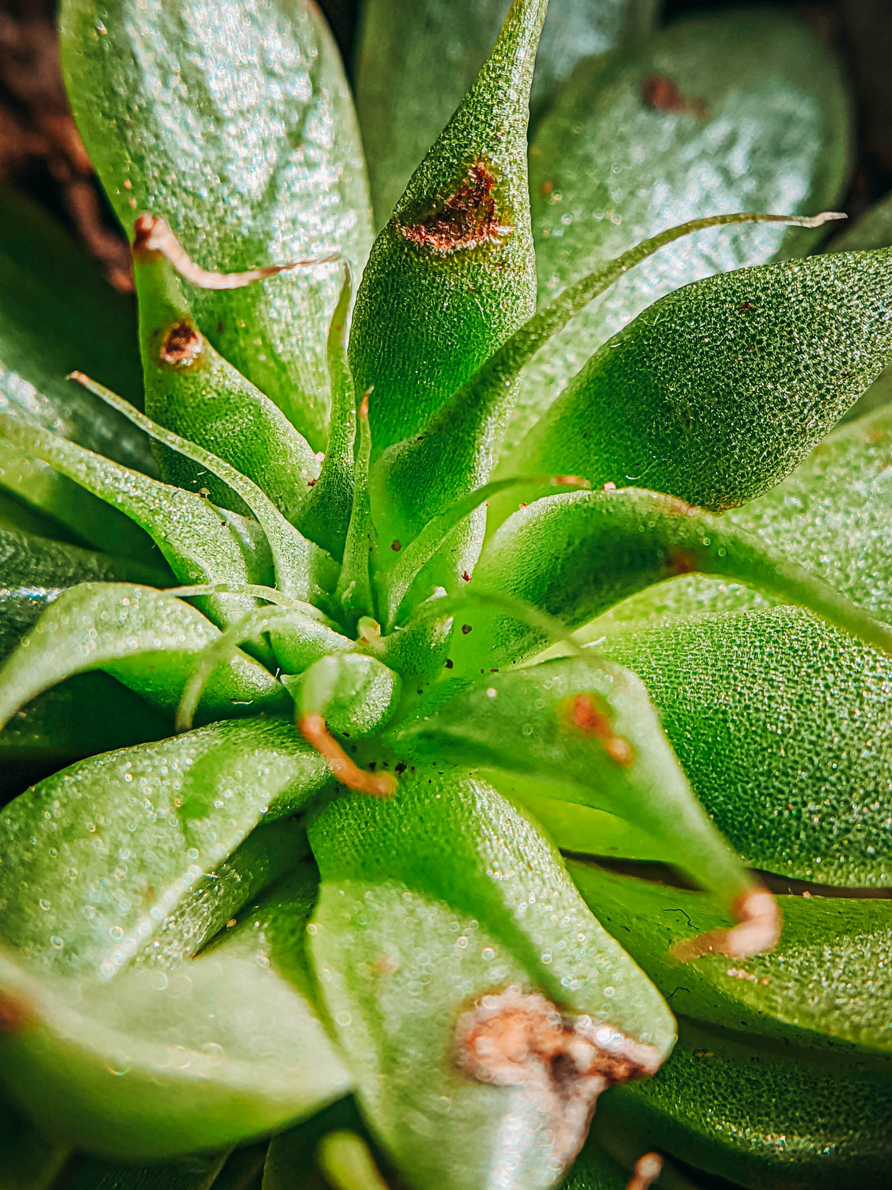 succulents, plantlady, succulentlady, succulent lover, haworthiopsis limifolia, haworthiopsis attenuata, haworthiopsis coarctata, graptopetalum filiferum, sinocrassula yunnanensis, agave victoriae, queen victoria agave, peperomia obtusifolia, succulents in india, nurserylive, mybageecha, ugaoo, succulentfactory, plantsguru, succulent factory, my bageecha, pepper fry, nursery live, rootbridges, root bridges, indoor plants, apartment plants, succulentsundermydesk, naina.co, naina redhu, buy succulents online, ceramic pots, well drained soil, gravel, order online, order plants online, pepperfry