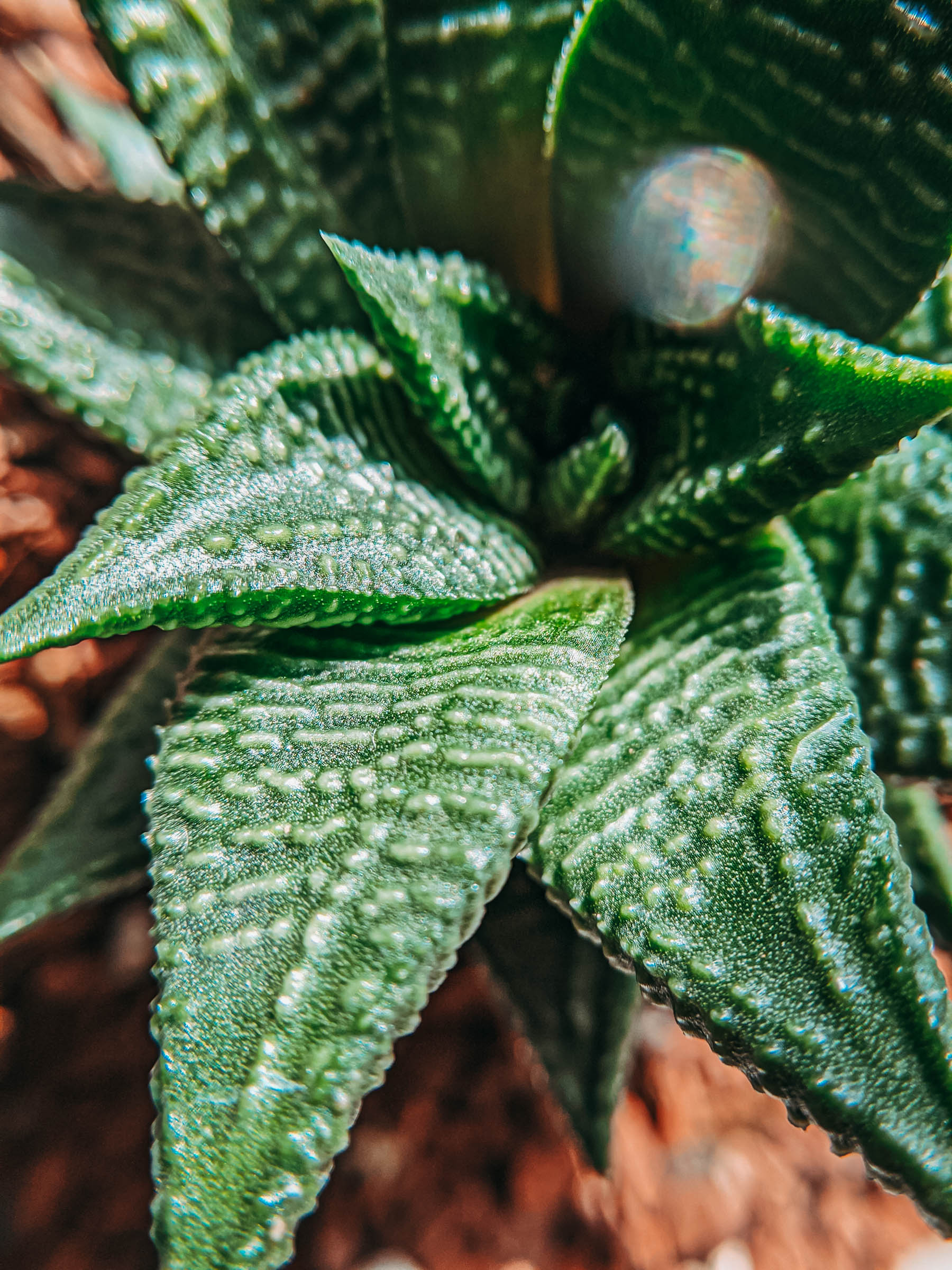 succulents, plantlady, succulentlady, succulent lover, haworthiopsis limifolia, haworthiopsis attenuata, haworthiopsis coarctata, graptopetalum filiferum, sinocrassula yunnanensis, agave victoriae, queen victoria agave, peperomia obtusifolia, succulents in india, nurserylive, mybageecha, ugaoo, succulentfactory, plantsguru, succulent factory, my bageecha, pepper fry, nursery live, rootbridges, root bridges, indoor plants, apartment plants, succulentsundermydesk, naina.co, naina redhu, buy succulents online, ceramic pots, well drained soil, gravel, order online, order plants online, pepperfry