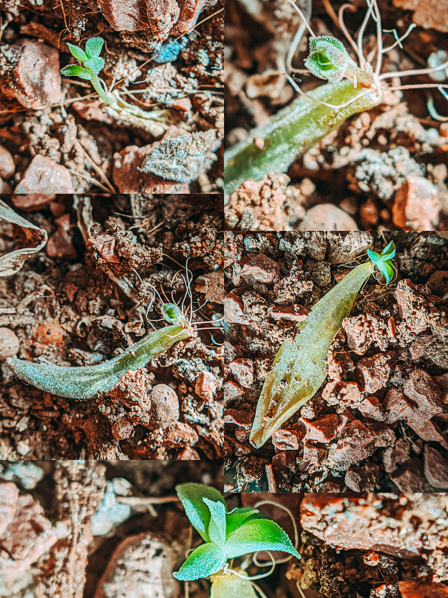 succulents, plantlady, succulentlady, succulent lover, haworthiopsis limifolia, haworthiopsis attenuata, haworthiopsis coarctata, graptopetalum filiferum, sinocrassula yunnanensis, agave victoriae, queen victoria agave, peperomia obtusifolia, succulents in india, nurserylive, mybageecha, ugaoo, succulentfactory, plantsguru, succulent factory, my bageecha, pepper fry, nursery live, rootbridges, root bridges, indoor plants, apartment plants, succulentsundermydesk, naina.co, naina redhu, buy succulents online, ceramic pots, well drained soil, gravel, order online, order plants online, pepperfry