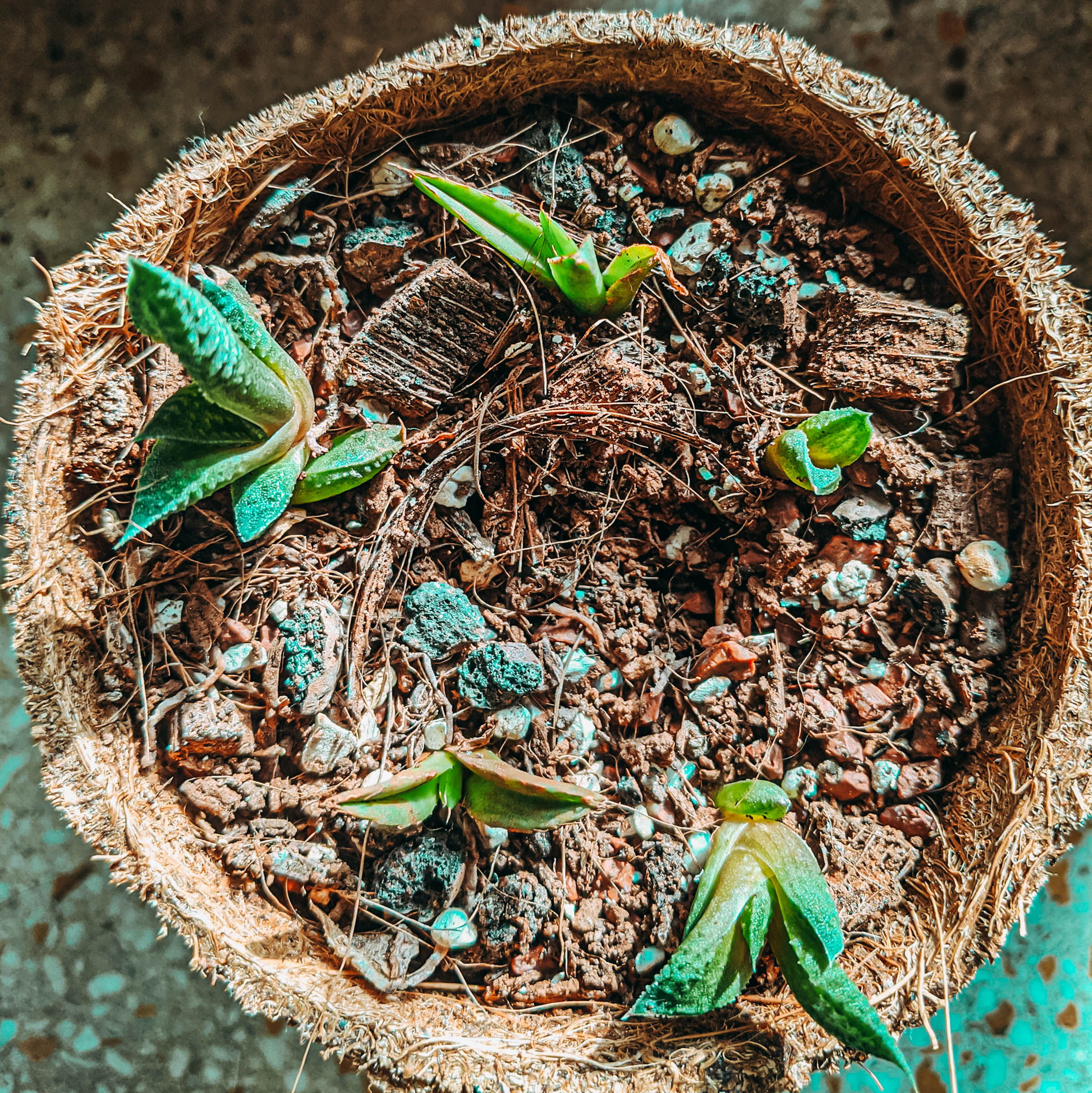 succulents, plantlady, succulentlady, succulent lover, haworthiopsis limifolia, haworthiopsis attenuata, haworthiopsis coarctata, graptopetalum filiferum, sinocrassula yunnanensis, agave victoriae, queen victoria agave, peperomia obtusifolia, succulents in india, nurserylive, mybageecha, ugaoo, succulentfactory, plantsguru, succulent factory, my bageecha, pepper fry, nursery live, rootbridges, root bridges, indoor plants, apartment plants, succulentsundermydesk, naina.co, naina redhu, buy succulents online, ceramic pots, well drained soil, gravel, order online, order plants online, pepperfry