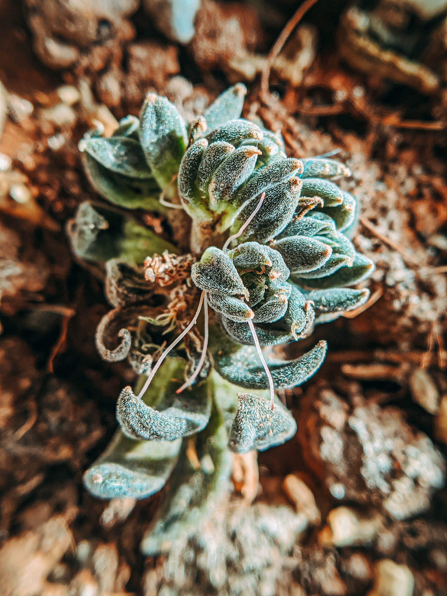 succulents, plantlady, succulentlady, succulent lover, haworthiopsis limifolia, haworthiopsis attenuata, haworthiopsis coarctata, graptopetalum filiferum, sinocrassula yunnanensis, agave victoriae, queen victoria agave, peperomia obtusifolia, succulents in india, nurserylive, mybageecha, ugaoo, succulentfactory, plantsguru, succulent factory, my bageecha, pepper fry, nursery live, rootbridges, root bridges, indoor plants, apartment plants, succulentsundermydesk, naina.co, naina redhu, buy succulents online, ceramic pots, well drained soil, gravel, order online, order plants online, pepperfry