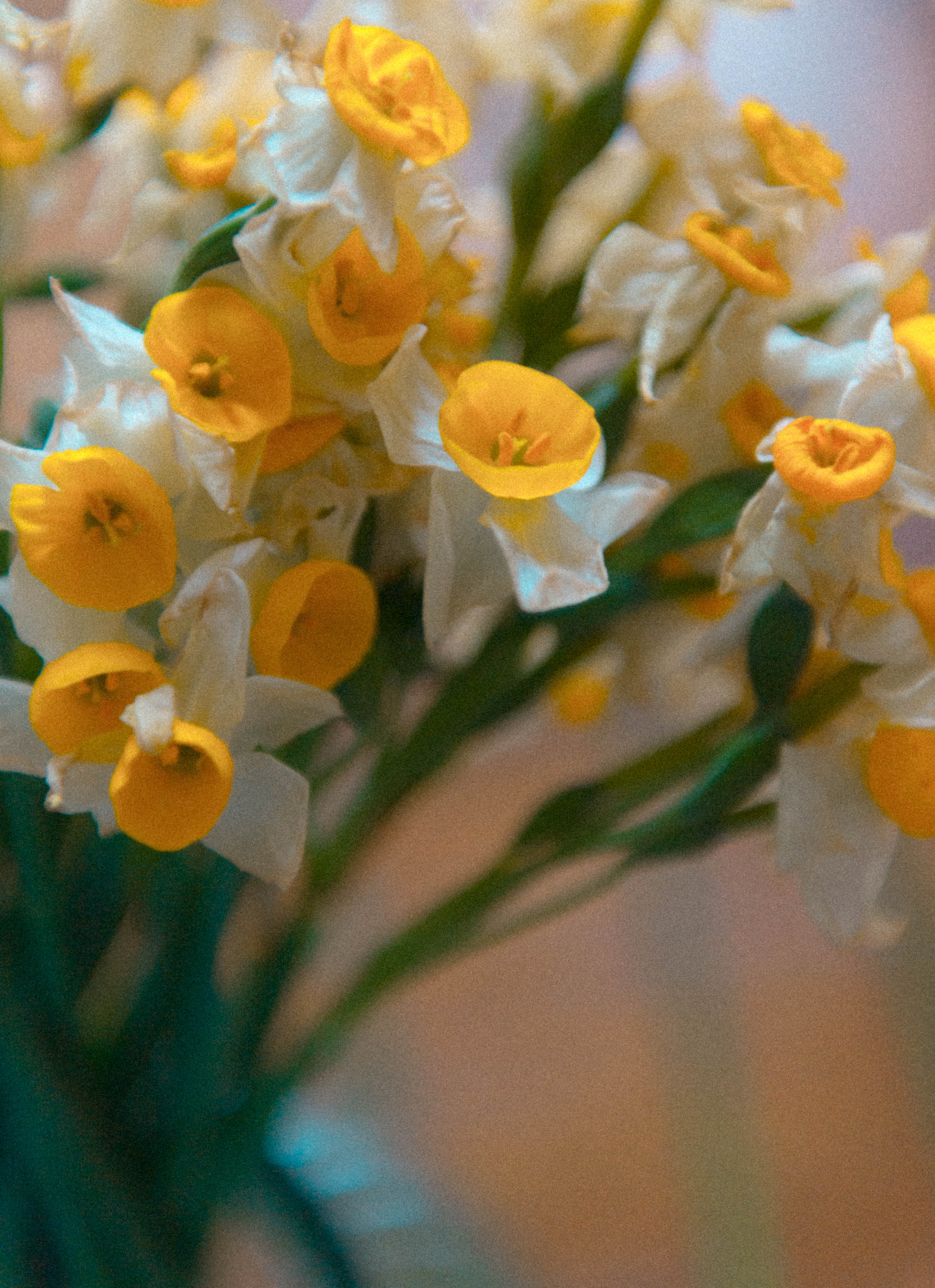 daffodils, still life photography, nargis, narcissus, flowers, art exhibit, friends, preserving flowers, dried flowers, flower art, artwork made of dried flowers