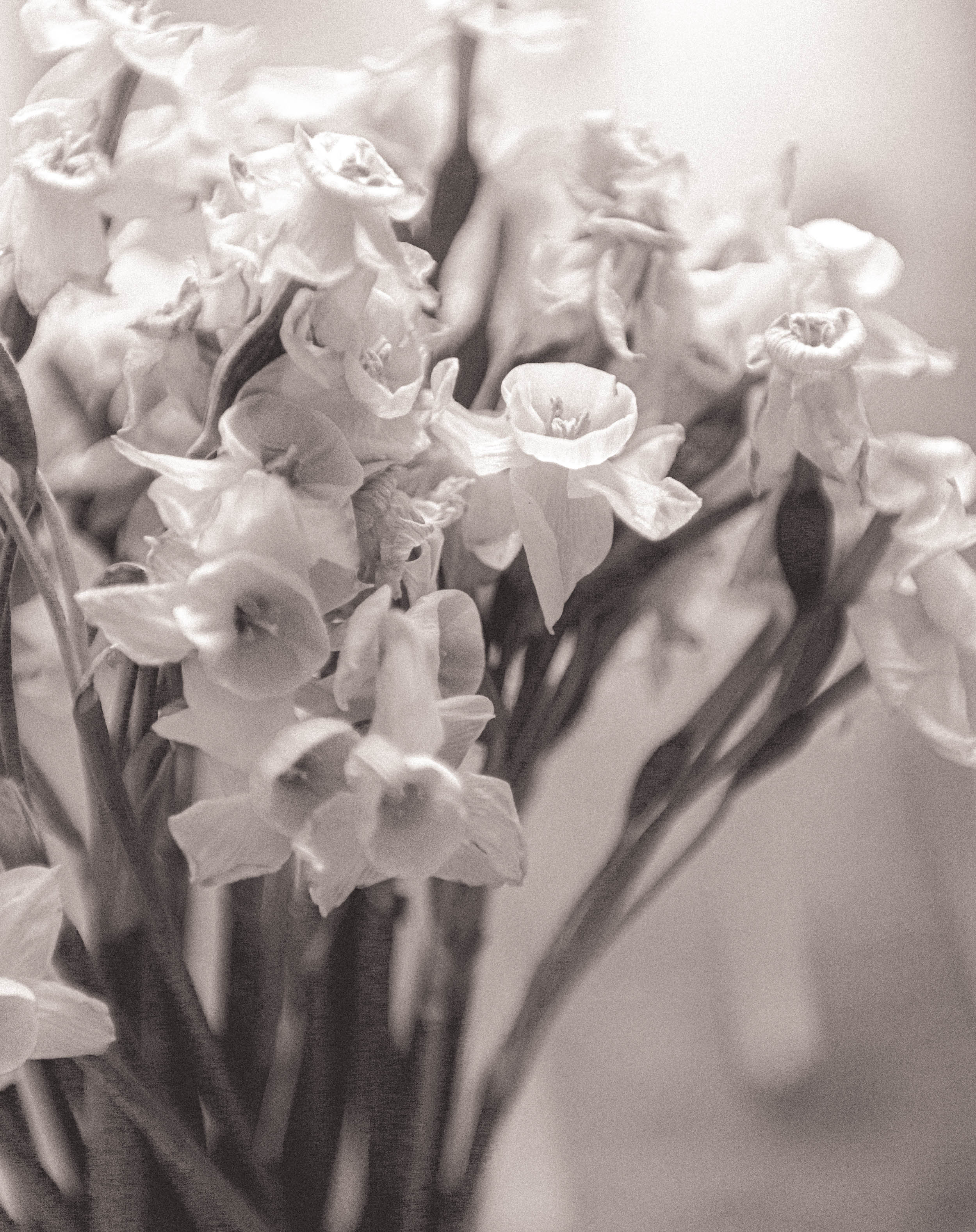 daffodils, still life photography, nargis, narcissus, flowers, art exhibit, friends, preserving flowers, dried flowers, flower art, artwork made of dried flowers