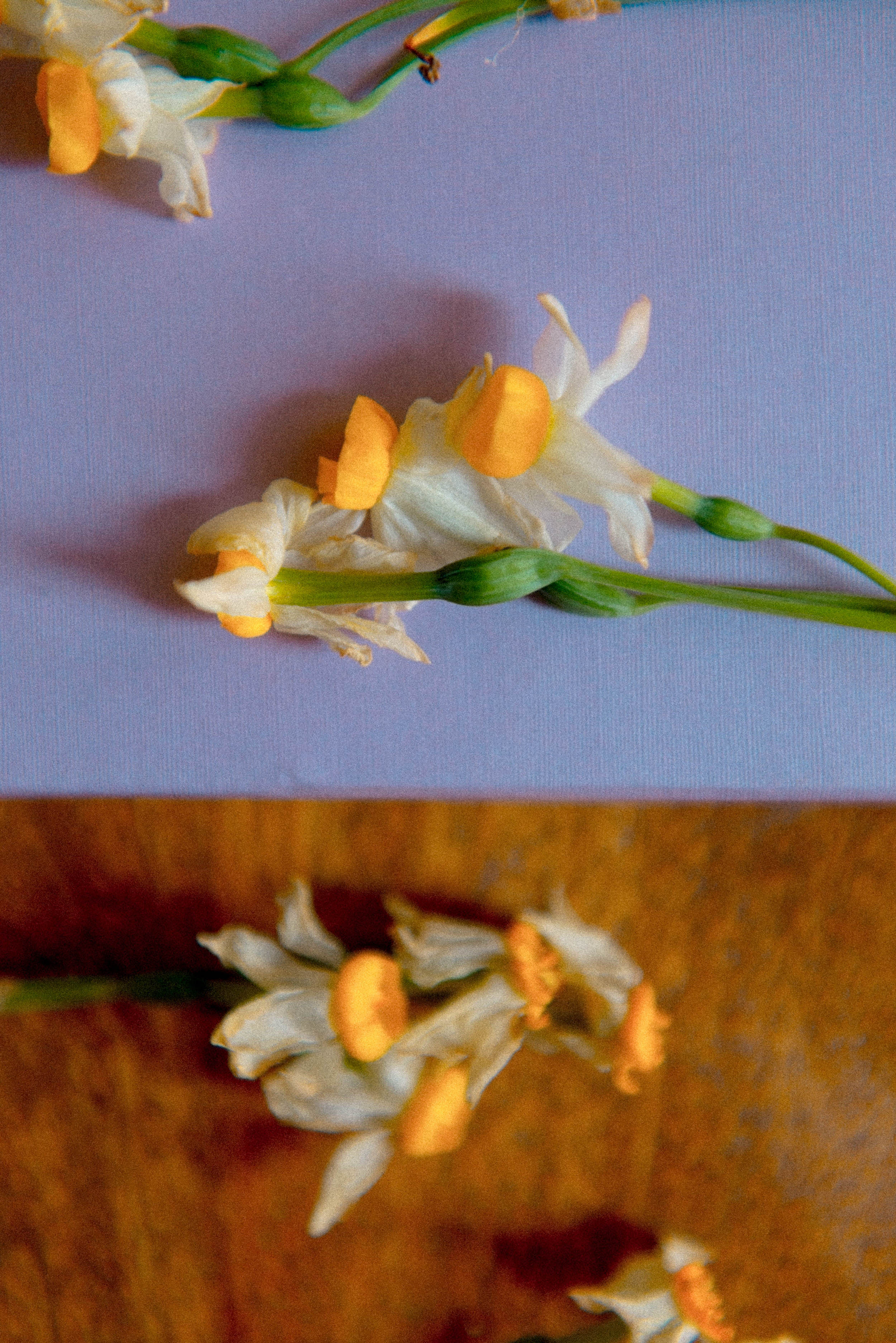 daffodils, still life photography, nargis, narcissus, flowers, art exhibit, friends, preserving flowers, dried flowers, flower art, artwork made of dried flowers