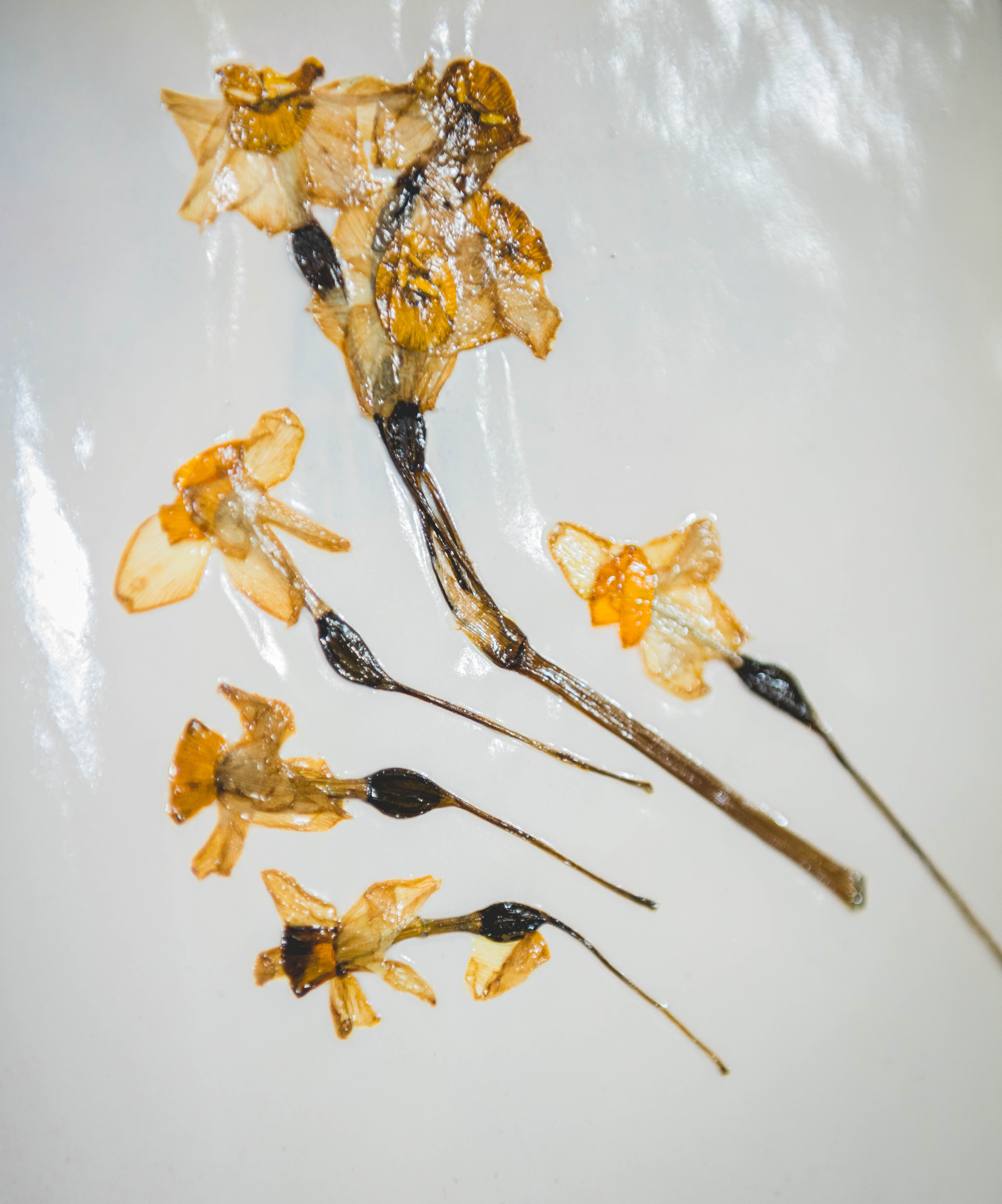 daffodils, still life photography, nargis, narcissus, flowers, art exhibit, friends, preserving flowers, dried flowers, flower art, artwork made of dried flowers