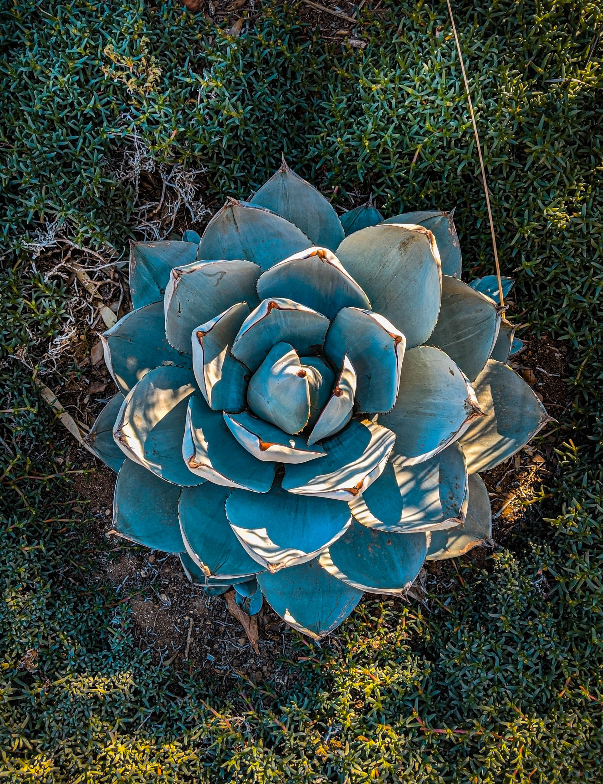 #EyesForLA, America, Los Angeles, naina redhu, naina.co, usa, huntington library and botanical gardens, huntington botanical gardens, huntington botanical gardens los angeles, succulents, cactus, cacti, garden benches, sunset, desert garden, haworthia, haworthiopsis, gasteria, prickly pear, plants, trees, conservation, ecology, orchids, chrysanthemums, flower show, flowers, cactus flowers, stinky flowers, california, california plants, agave, aloe vera, succulent garden, finger lime, eyesfordestinations, eyes for destinations, koi pond, fish, flower photography, plant photography, flower close-ups, plant close-ups, succulent close ups, succulent photography, lifestyle photographer, travel photographer,