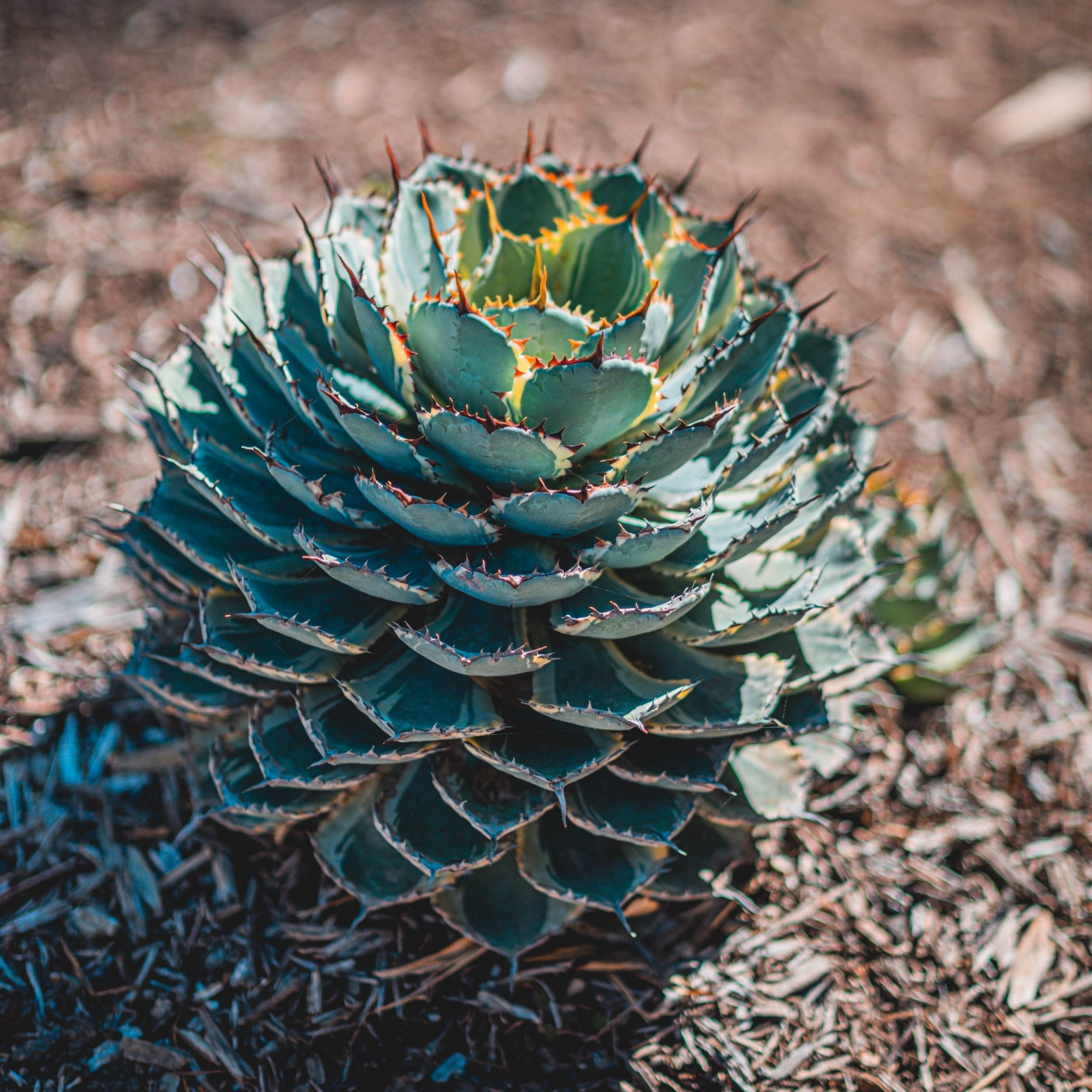 #EyesForLA, America, Los Angeles, naina redhu, naina.co, usa, huntington library and botanical gardens, huntington botanical gardens, huntington botanical gardens los angeles, succulents, cactus, cacti, garden benches, sunset, desert garden, haworthia, haworthiopsis, gasteria, prickly pear, plants, trees, conservation, ecology, orchids, chrysanthemums, flower show, flowers, cactus flowers, stinky flowers, california, california plants, agave, aloe vera, succulent garden, finger lime, eyesfordestinations, eyes for destinations, koi pond, fish, flower photography, plant photography, flower close-ups, plant close-ups, succulent close ups, succulent photography, lifestyle photographer, travel photographer,