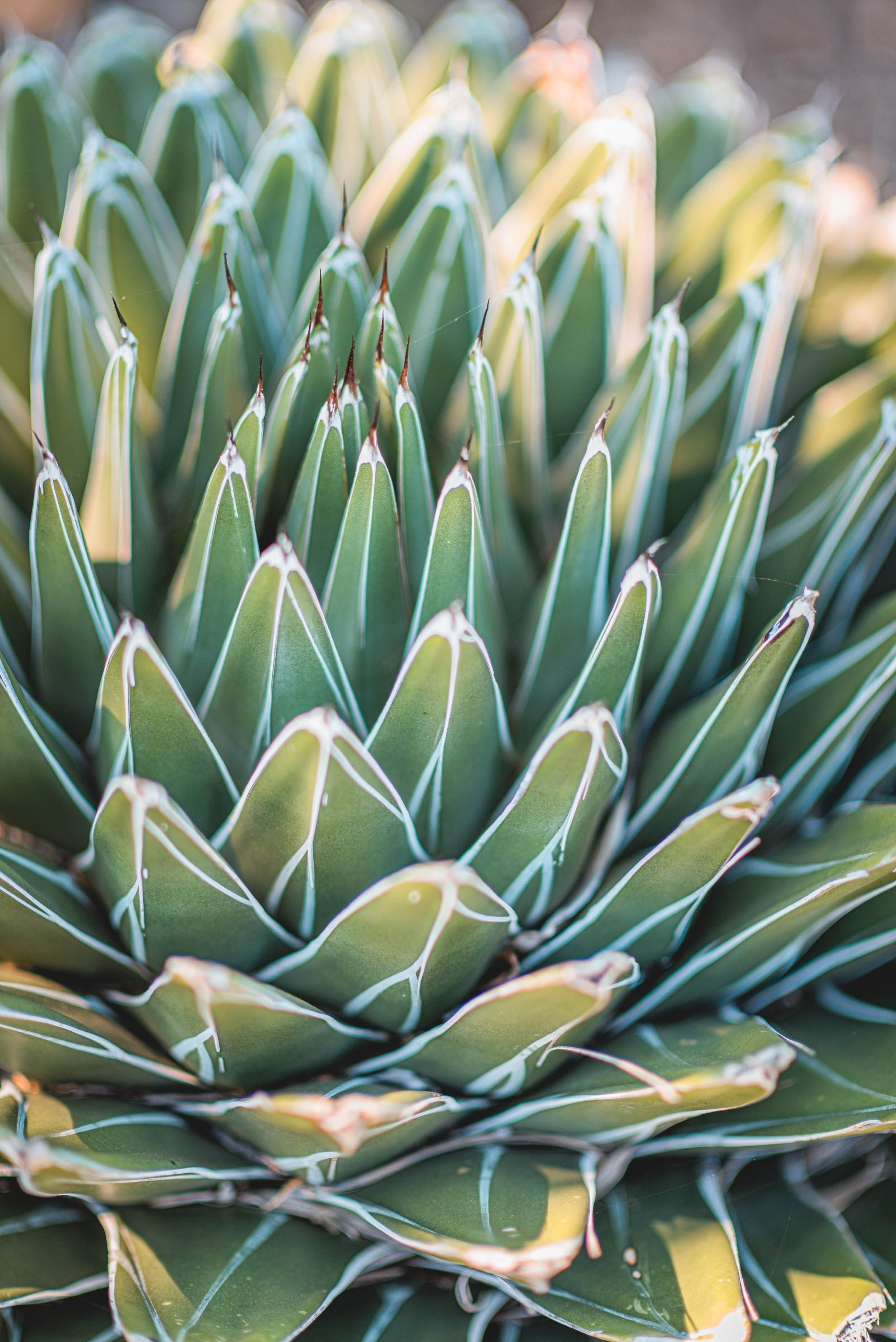 #EyesForLA, America, Los Angeles, naina redhu, naina.co, usa, huntington library and botanical gardens, huntington botanical gardens, huntington botanical gardens los angeles, succulents, cactus, cacti, garden benches, sunset, desert garden, haworthia, haworthiopsis, gasteria, prickly pear, plants, trees, conservation, ecology, orchids, chrysanthemums, flower show, flowers, cactus flowers, stinky flowers, california, california plants, agave, aloe vera, succulent garden, finger lime, eyesfordestinations, eyes for destinations, koi pond, fish, flower photography, plant photography, flower close-ups, plant close-ups, succulent close ups, succulent photography, lifestyle photographer, travel photographer,