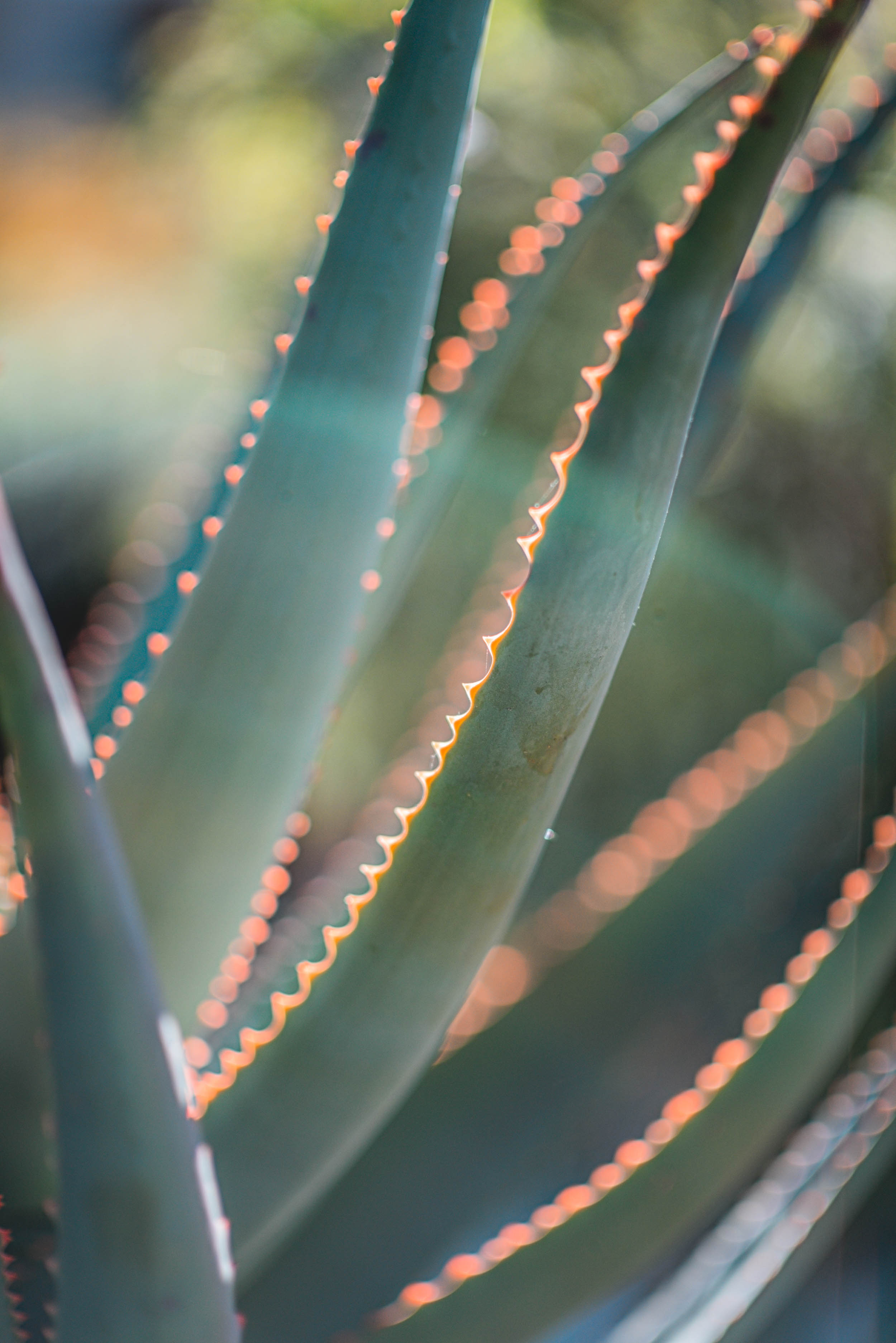 #EyesForLA, America, Los Angeles, naina redhu, naina.co, usa, huntington library and botanical gardens, huntington botanical gardens, huntington botanical gardens los angeles, succulents, cactus, cacti, garden benches, sunset, desert garden, haworthia, haworthiopsis, gasteria, prickly pear, plants, trees, conservation, ecology, orchids, chrysanthemums, flower show, flowers, cactus flowers, stinky flowers, california, california plants, agave, aloe vera, succulent garden, finger lime, eyesfordestinations, eyes for destinations, koi pond, fish, flower photography, plant photography, flower close-ups, plant close-ups, succulent close ups, succulent photography, lifestyle photographer, travel photographer,