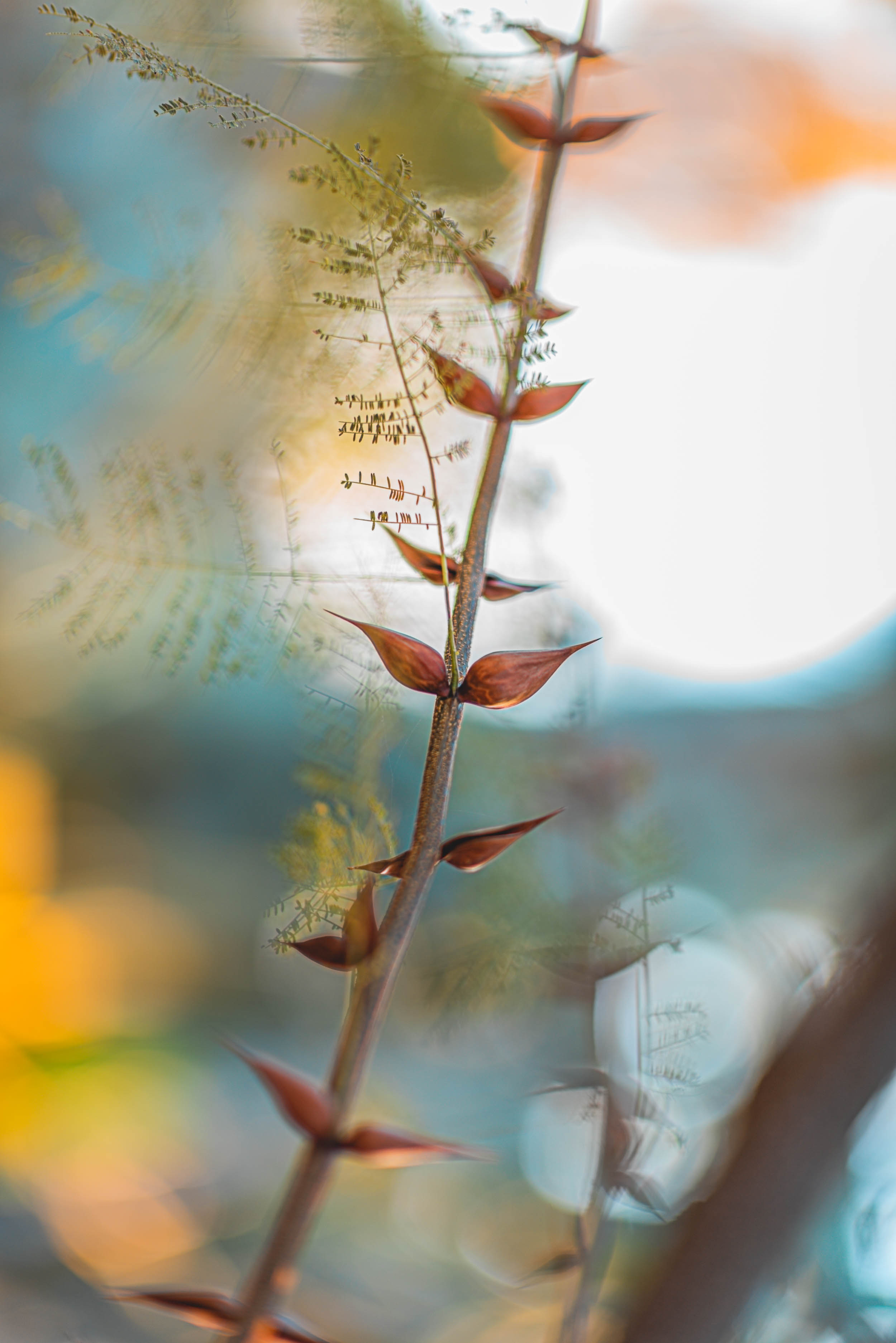 #EyesForLA, America, Los Angeles, naina redhu, naina.co, usa, huntington library and botanical gardens, huntington botanical gardens, huntington botanical gardens los angeles, succulents, cactus, cacti, garden benches, sunset, desert garden, haworthia, haworthiopsis, gasteria, prickly pear, plants, trees, conservation, ecology, orchids, chrysanthemums, flower show, flowers, cactus flowers, stinky flowers, california, california plants, agave, aloe vera, succulent garden, finger lime, eyesfordestinations, eyes for destinations, koi pond, fish, flower photography, plant photography, flower close-ups, plant close-ups, succulent close ups, succulent photography, lifestyle photographer, travel photographer,