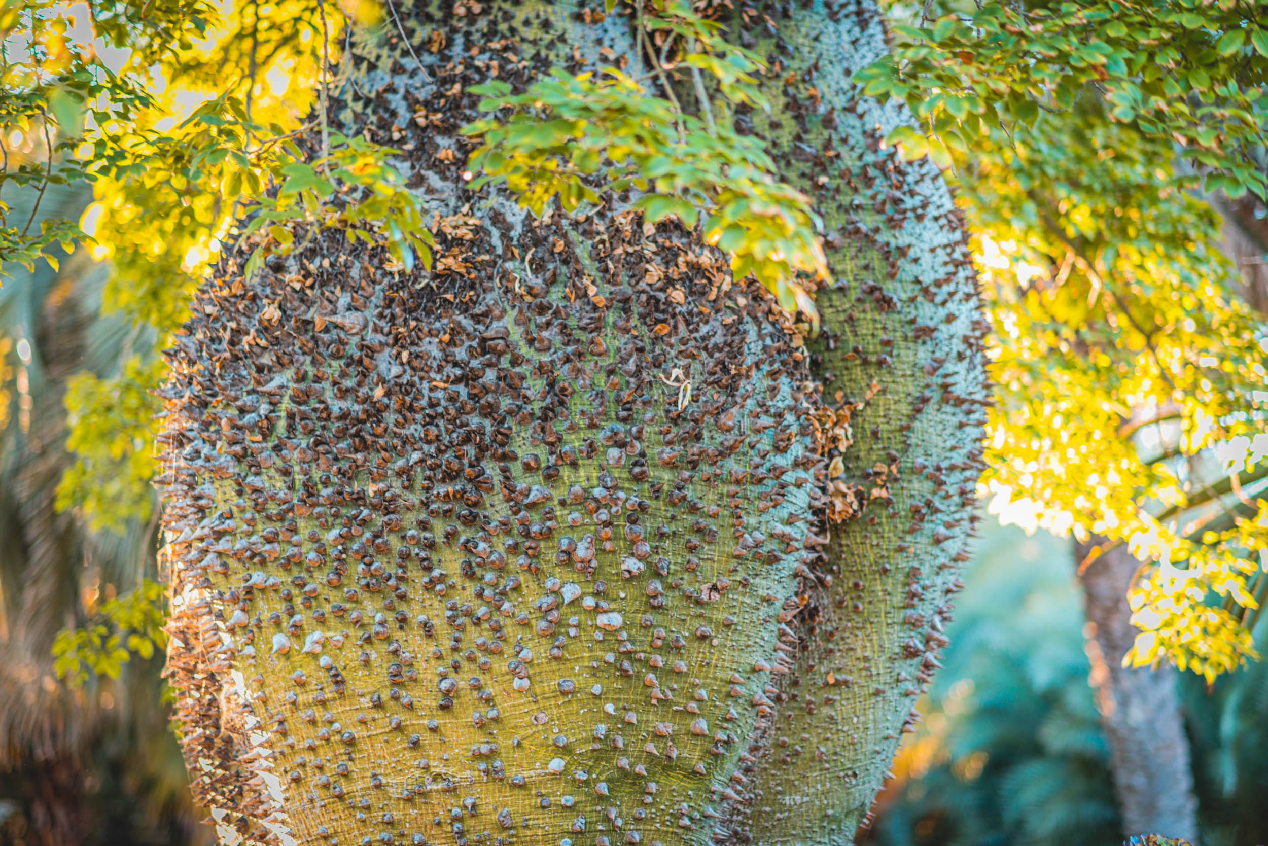 #EyesForLA, America, Los Angeles, naina redhu, naina.co, usa, huntington library and botanical gardens, huntington botanical gardens, huntington botanical gardens los angeles, succulents, cactus, cacti, garden benches, sunset, desert garden, haworthia, haworthiopsis, gasteria, prickly pear, plants, trees, conservation, ecology, orchids, chrysanthemums, flower show, flowers, cactus flowers, stinky flowers, california, california plants, agave, aloe vera, succulent garden, finger lime, eyesfordestinations, eyes for destinations, koi pond, fish, flower photography, plant photography, flower close-ups, plant close-ups, succulent close ups, succulent photography, lifestyle photographer, travel photographer,