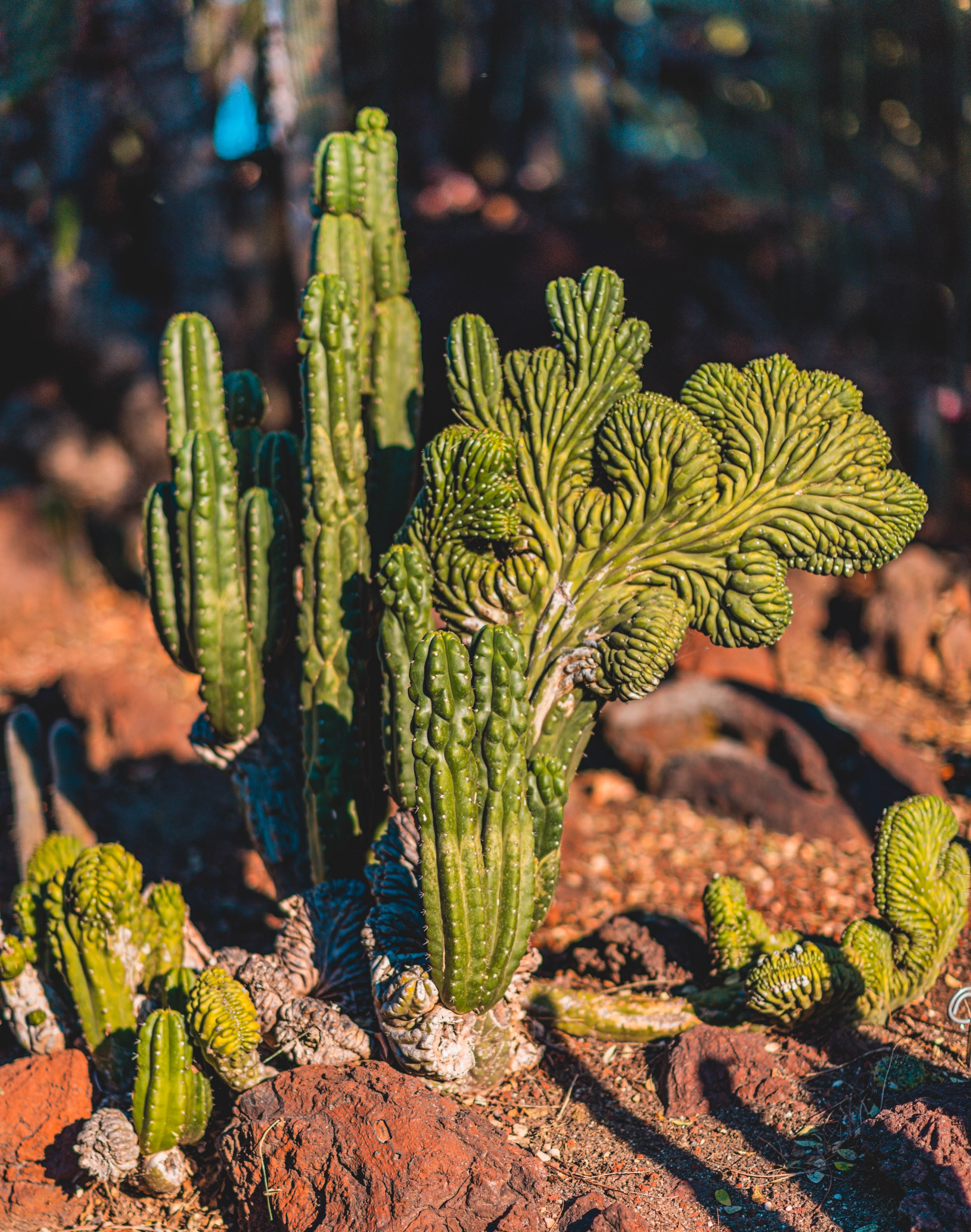 #EyesForLA, America, Los Angeles, naina redhu, naina.co, usa, huntington library and botanical gardens, huntington botanical gardens, huntington botanical gardens los angeles, succulents, cactus, cacti, garden benches, sunset, desert garden, haworthia, haworthiopsis, gasteria, prickly pear, plants, trees, conservation, ecology, orchids, chrysanthemums, flower show, flowers, cactus flowers, stinky flowers, california, california plants, agave, aloe vera, succulent garden, finger lime, eyesfordestinations, eyes for destinations, koi pond, fish, flower photography, plant photography, flower close-ups, plant close-ups, succulent close ups, succulent photography, lifestyle photographer, travel photographer,