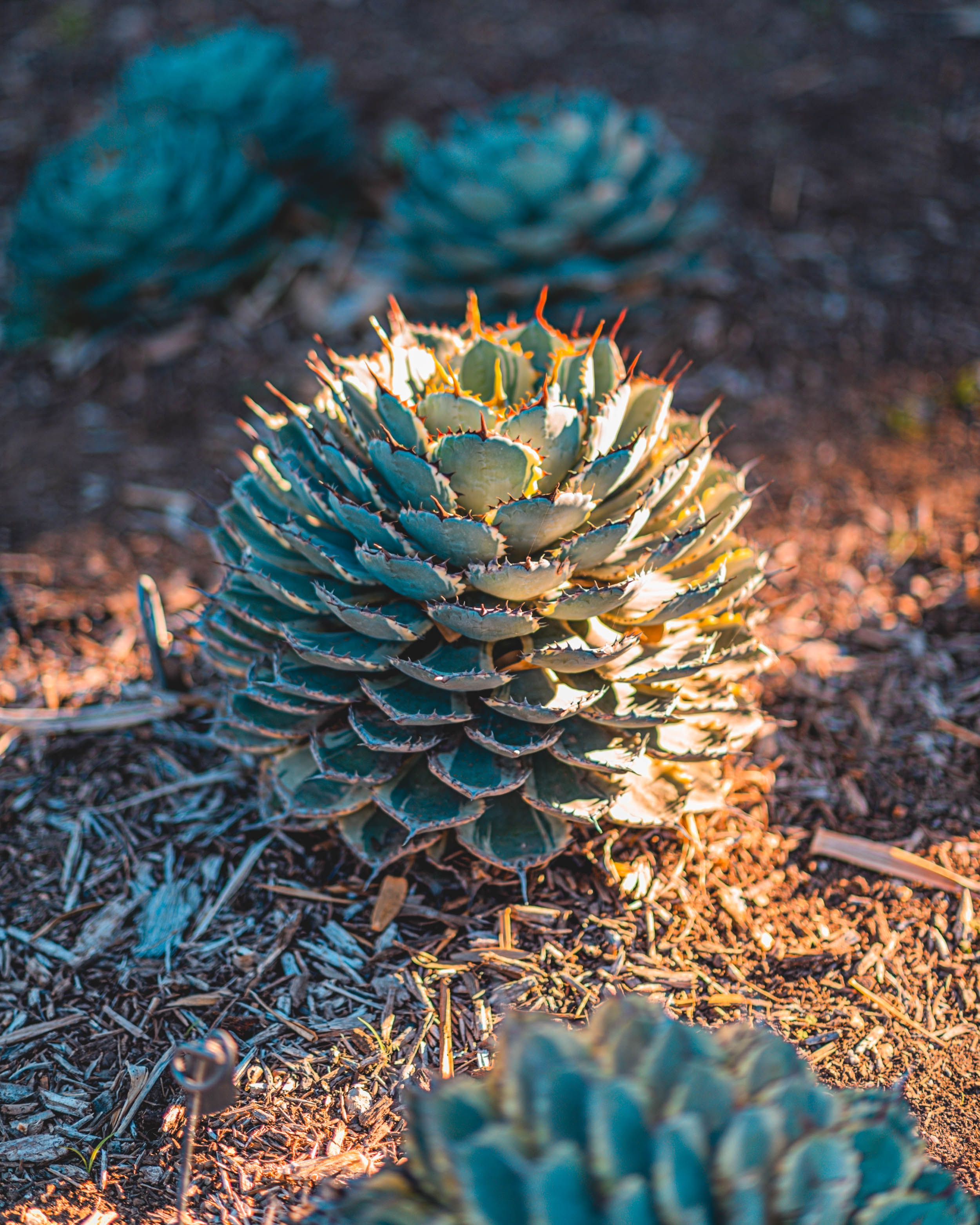 #EyesForLA, America, Los Angeles, naina redhu, naina.co, usa, huntington library and botanical gardens, huntington botanical gardens, huntington botanical gardens los angeles, succulents, cactus, cacti, garden benches, sunset, desert garden, haworthia, haworthiopsis, gasteria, prickly pear, plants, trees, conservation, ecology, orchids, chrysanthemums, flower show, flowers, cactus flowers, stinky flowers, california, california plants, agave, aloe vera, succulent garden, finger lime, eyesfordestinations, eyes for destinations, koi pond, fish, flower photography, plant photography, flower close-ups, plant close-ups, succulent close ups, succulent photography, lifestyle photographer, travel photographer,