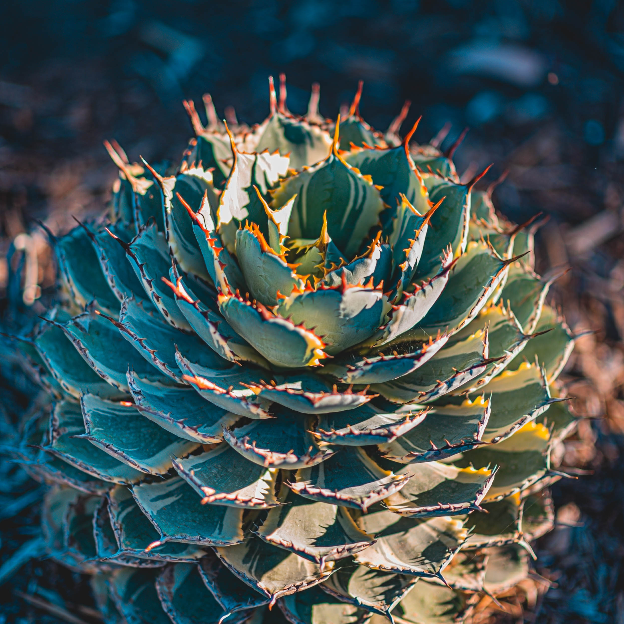 #EyesForLA, America, Los Angeles, naina redhu, naina.co, usa, huntington library and botanical gardens, huntington botanical gardens, huntington botanical gardens los angeles, succulents, cactus, cacti, garden benches, sunset, desert garden, haworthia, haworthiopsis, gasteria, prickly pear, plants, trees, conservation, ecology, orchids, chrysanthemums, flower show, flowers, cactus flowers, stinky flowers, california, california plants, agave, aloe vera, succulent garden, finger lime, eyesfordestinations, eyes for destinations, koi pond, fish, flower photography, plant photography, flower close-ups, plant close-ups, succulent close ups, succulent photography, lifestyle photographer, travel photographer,