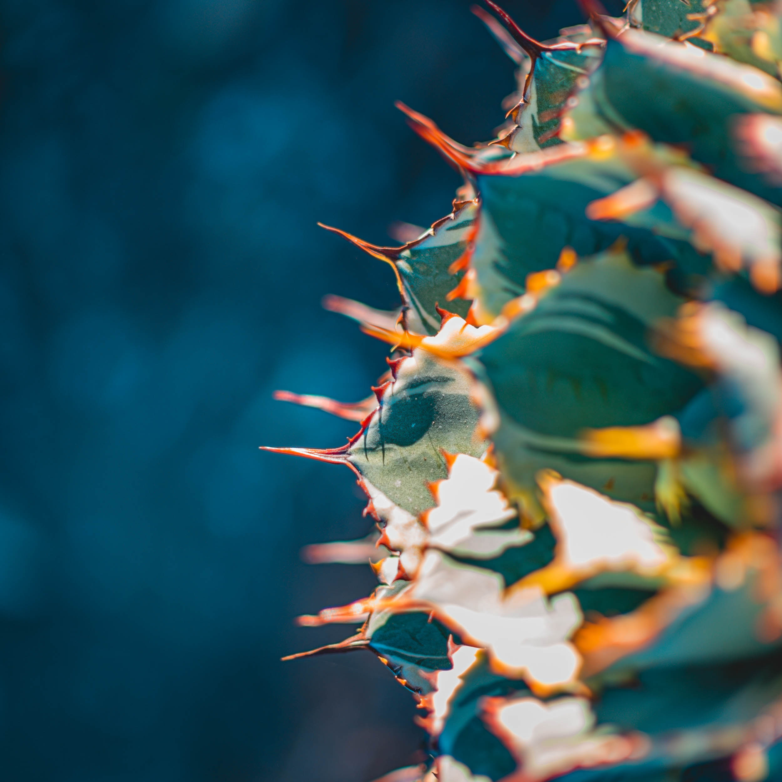 #EyesForLA, America, Los Angeles, naina redhu, naina.co, usa, huntington library and botanical gardens, huntington botanical gardens, huntington botanical gardens los angeles, succulents, cactus, cacti, garden benches, sunset, desert garden, haworthia, haworthiopsis, gasteria, prickly pear, plants, trees, conservation, ecology, orchids, chrysanthemums, flower show, flowers, cactus flowers, stinky flowers, california, california plants, agave, aloe vera, succulent garden, finger lime, eyesfordestinations, eyes for destinations, koi pond, fish, flower photography, plant photography, flower close-ups, plant close-ups, succulent close ups, succulent photography, lifestyle photographer, travel photographer,