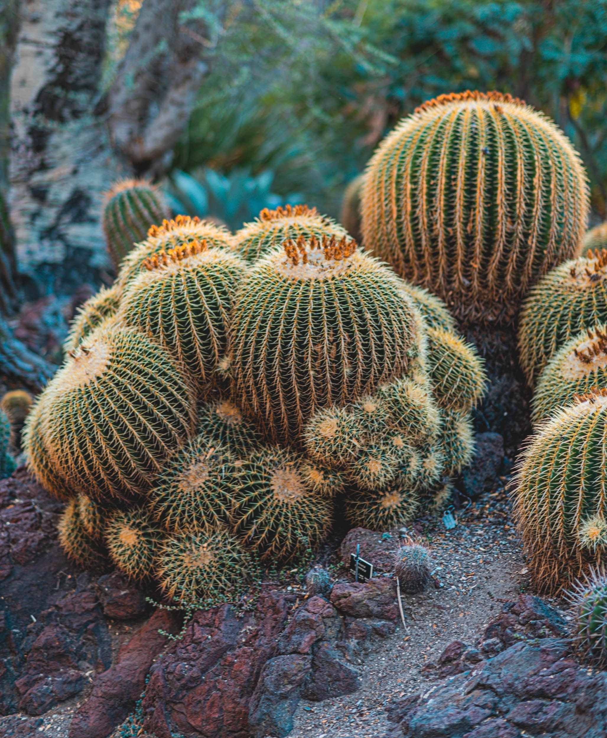 #EyesForLA, America, Los Angeles, naina redhu, naina.co, usa, huntington library and botanical gardens, huntington botanical gardens, huntington botanical gardens los angeles, succulents, cactus, cacti, garden benches, sunset, desert garden, haworthia, haworthiopsis, gasteria, prickly pear, plants, trees, conservation, ecology, orchids, chrysanthemums, flower show, flowers, cactus flowers, stinky flowers, california, california plants, agave, aloe vera, succulent garden, finger lime, eyesfordestinations, eyes for destinations, koi pond, fish, flower photography, plant photography, flower close-ups, plant close-ups, succulent close ups, succulent photography, lifestyle photographer, travel photographer,