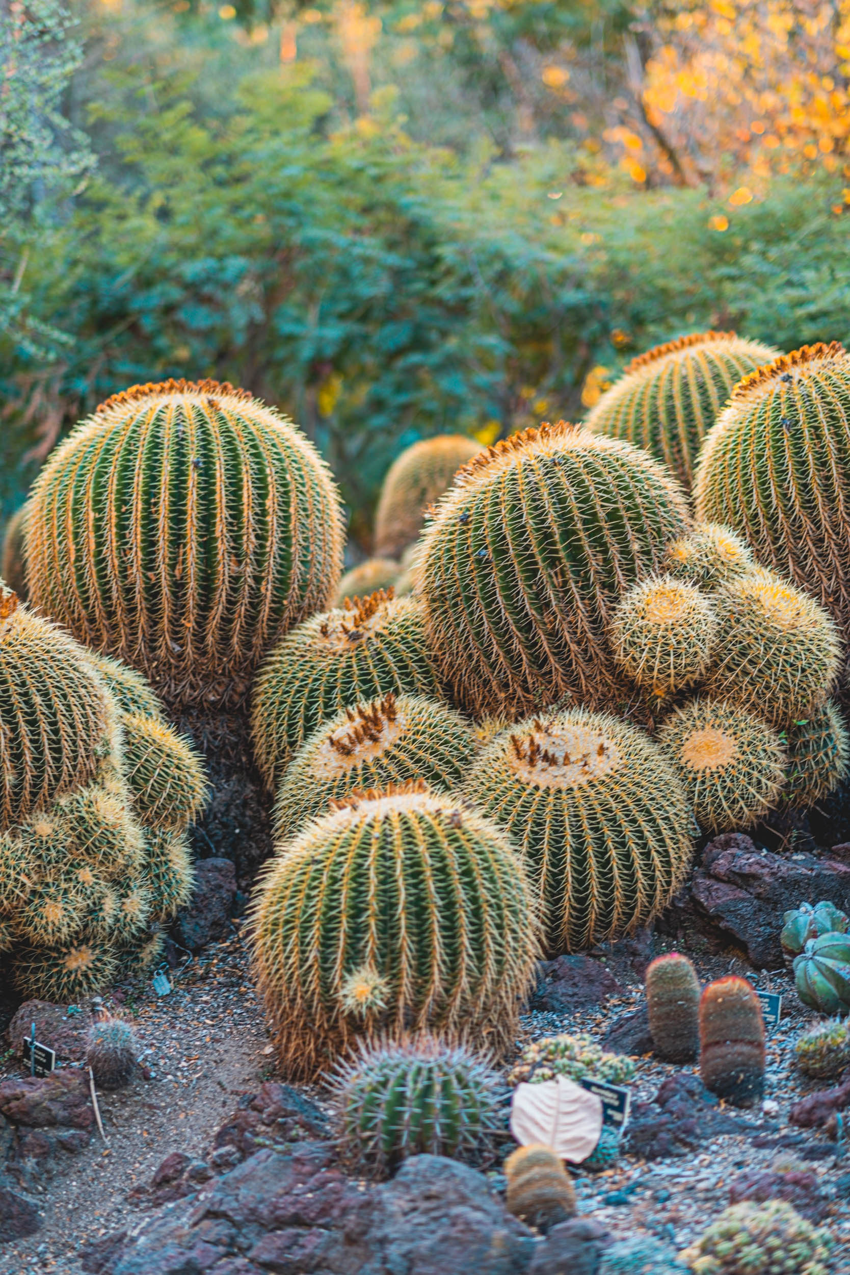 #EyesForLA, America, Los Angeles, naina redhu, naina.co, usa, huntington library and botanical gardens, huntington botanical gardens, huntington botanical gardens los angeles, succulents, cactus, cacti, garden benches, sunset, desert garden, haworthia, haworthiopsis, gasteria, prickly pear, plants, trees, conservation, ecology, orchids, chrysanthemums, flower show, flowers, cactus flowers, stinky flowers, california, california plants, agave, aloe vera, succulent garden, finger lime, eyesfordestinations, eyes for destinations, koi pond, fish, flower photography, plant photography, flower close-ups, plant close-ups, succulent close ups, succulent photography, lifestyle photographer, travel photographer,