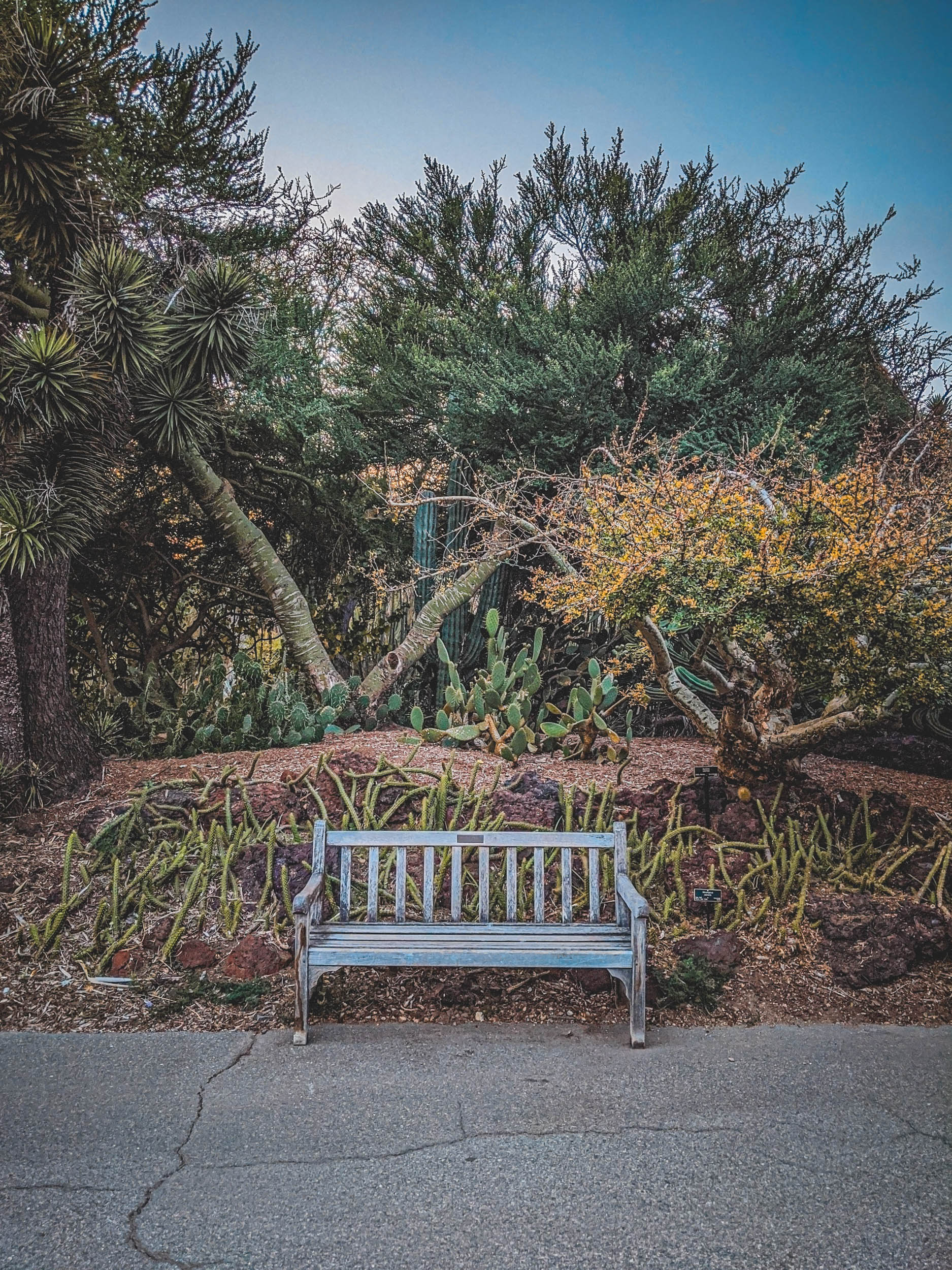 #EyesForLA, America, Los Angeles, naina redhu, naina.co, usa, huntington library and botanical gardens, huntington botanical gardens, huntington botanical gardens los angeles, succulents, cactus, cacti, garden benches, sunset, desert garden, haworthia, haworthiopsis, gasteria, prickly pear, plants, trees, conservation, ecology, orchids, chrysanthemums, flower show, flowers, cactus flowers, stinky flowers, california, california plants, agave, aloe vera, succulent garden, finger lime, eyesfordestinations, eyes for destinations, koi pond, fish, flower photography, plant photography, flower close-ups, plant close-ups, succulent close ups, succulent photography, lifestyle photographer, travel photographer,