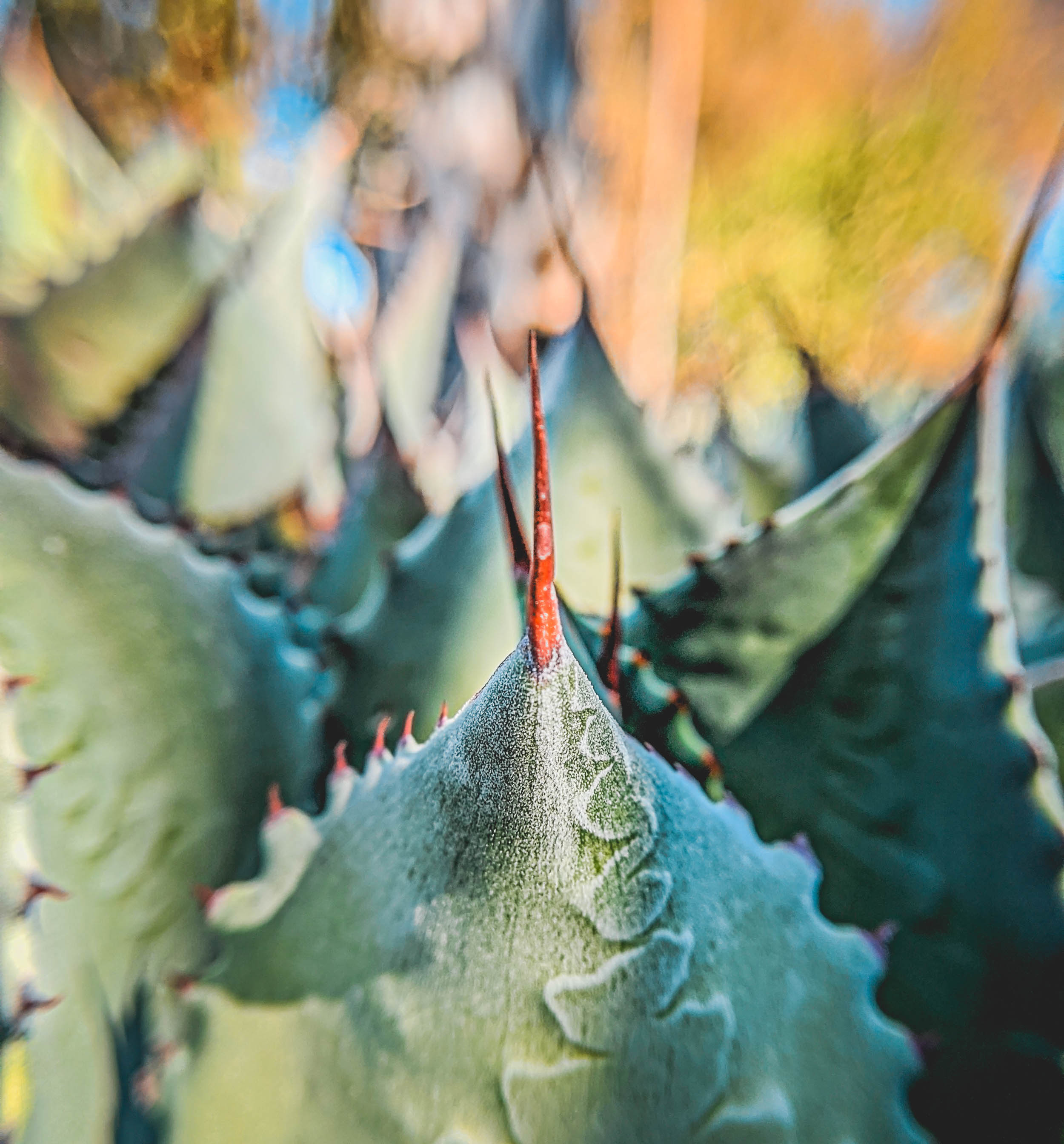 #EyesForLA, America, Los Angeles, naina redhu, naina.co, usa, huntington library and botanical gardens, huntington botanical gardens, huntington botanical gardens los angeles, succulents, cactus, cacti, garden benches, sunset, desert garden, haworthia, haworthiopsis, gasteria, prickly pear, plants, trees, conservation, ecology, orchids, chrysanthemums, flower show, flowers, cactus flowers, stinky flowers, california, california plants, agave, aloe vera, succulent garden, finger lime, eyesfordestinations, eyes for destinations, koi pond, fish, flower photography, plant photography, flower close-ups, plant close-ups, succulent close ups, succulent photography, lifestyle photographer, travel photographer,