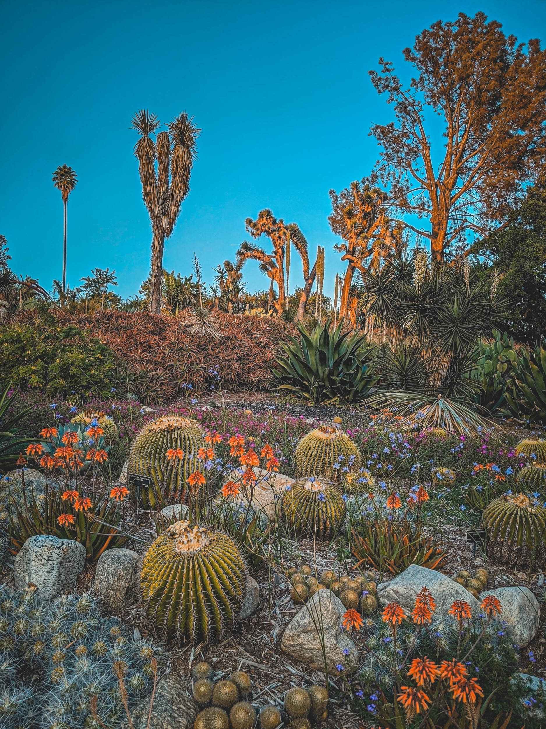 #EyesForLA, America, Los Angeles, naina redhu, naina.co, usa, huntington library and botanical gardens, huntington botanical gardens, huntington botanical gardens los angeles, succulents, cactus, cacti, garden benches, sunset, desert garden, haworthia, haworthiopsis, gasteria, prickly pear, plants, trees, conservation, ecology, orchids, chrysanthemums, flower show, flowers, cactus flowers, stinky flowers, california, california plants, agave, aloe vera, succulent garden, finger lime, eyesfordestinations, eyes for destinations, koi pond, fish, flower photography, plant photography, flower close-ups, plant close-ups, succulent close ups, succulent photography, lifestyle photographer, travel photographer,