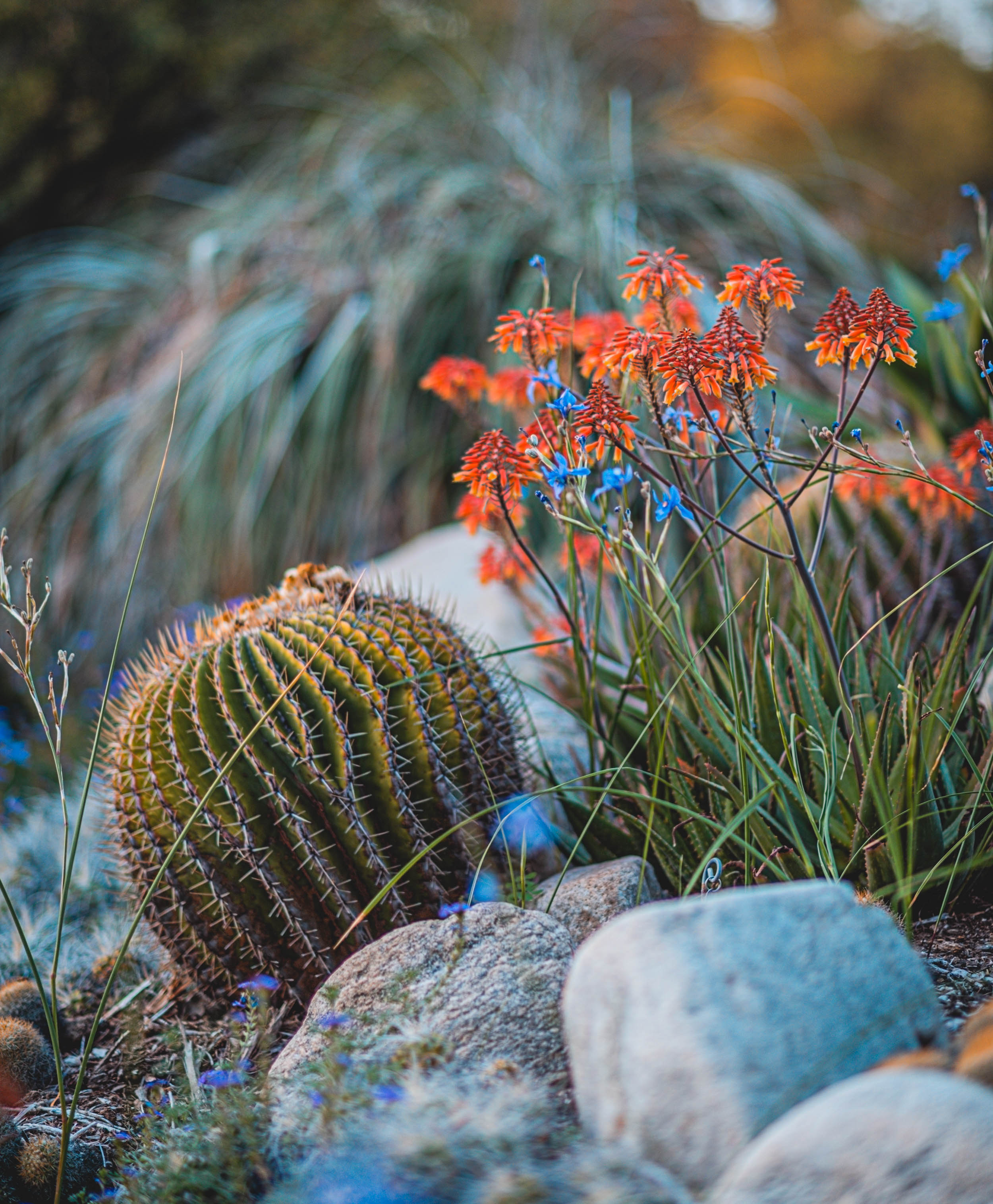 #EyesForLA, America, Los Angeles, naina redhu, naina.co, usa, huntington library and botanical gardens, huntington botanical gardens, huntington botanical gardens los angeles, succulents, cactus, cacti, garden benches, sunset, desert garden, haworthia, haworthiopsis, gasteria, prickly pear, plants, trees, conservation, ecology, orchids, chrysanthemums, flower show, flowers, cactus flowers, stinky flowers, california, california plants, agave, aloe vera, succulent garden, finger lime, eyesfordestinations, eyes for destinations, koi pond, fish, flower photography, plant photography, flower close-ups, plant close-ups, succulent close ups, succulent photography, lifestyle photographer, travel photographer,