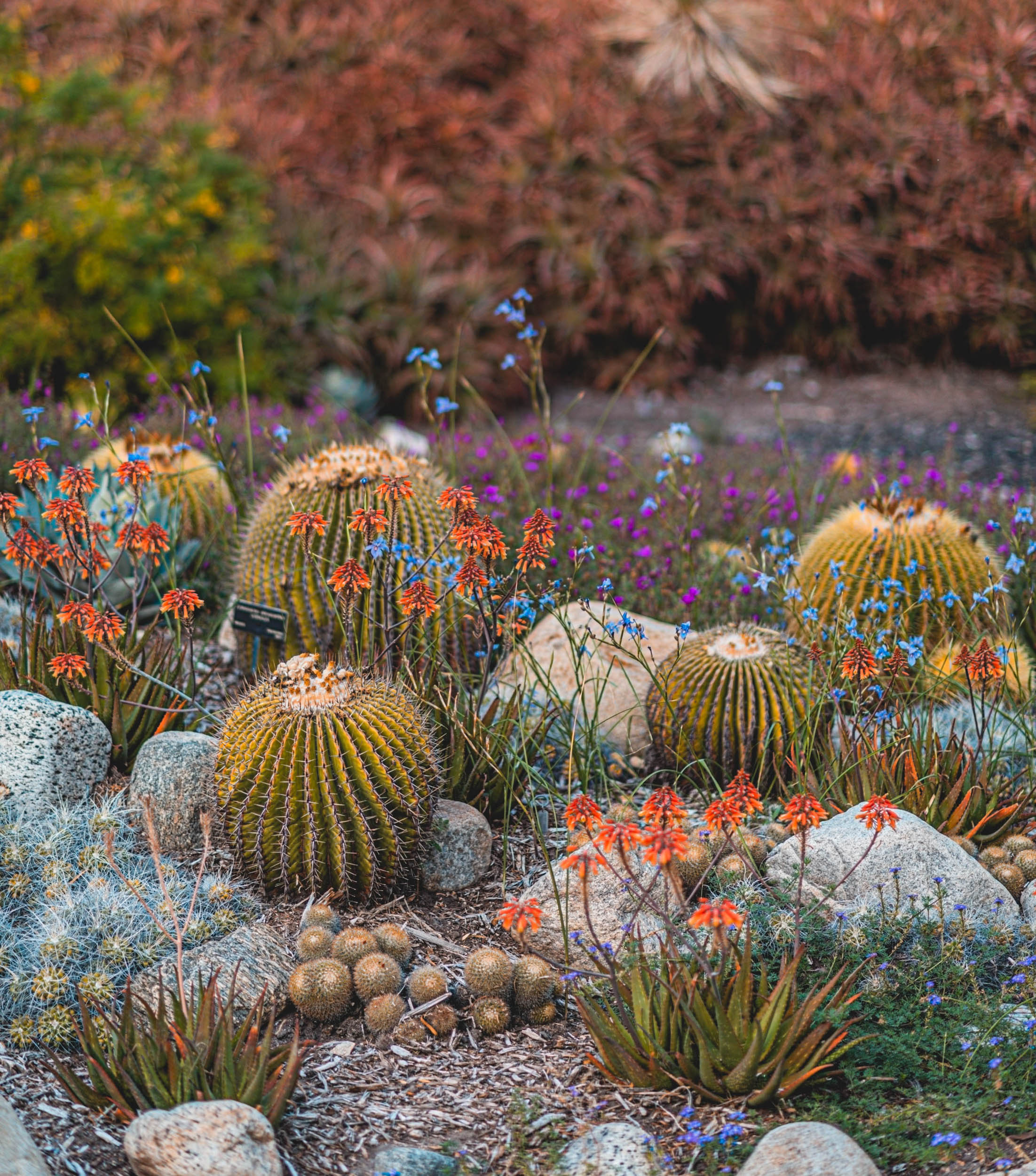 #EyesForLA, America, Los Angeles, naina redhu, naina.co, usa, huntington library and botanical gardens, huntington botanical gardens, huntington botanical gardens los angeles, succulents, cactus, cacti, garden benches, sunset, desert garden, haworthia, haworthiopsis, gasteria, prickly pear, plants, trees, conservation, ecology, orchids, chrysanthemums, flower show, flowers, cactus flowers, stinky flowers, california, california plants, agave, aloe vera, succulent garden, finger lime, eyesfordestinations, eyes for destinations, koi pond, fish, flower photography, plant photography, flower close-ups, plant close-ups, succulent close ups, succulent photography, lifestyle photographer, travel photographer,