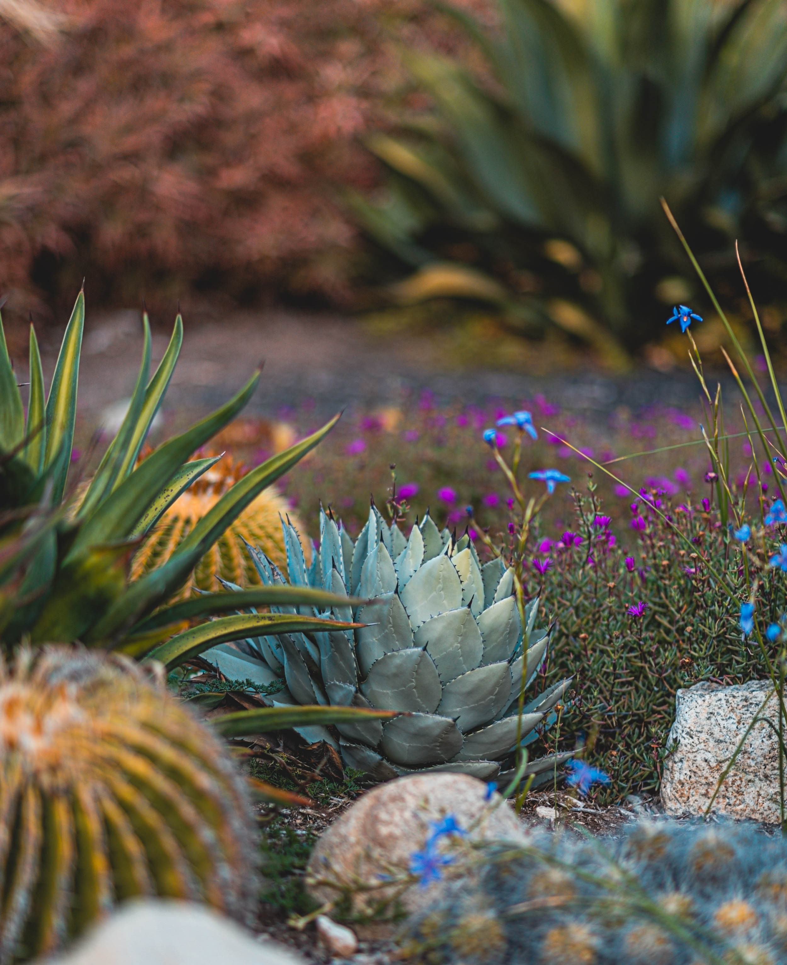 #EyesForLA, America, Los Angeles, naina redhu, naina.co, usa, huntington library and botanical gardens, huntington botanical gardens, huntington botanical gardens los angeles, succulents, cactus, cacti, garden benches, sunset, desert garden, haworthia, haworthiopsis, gasteria, prickly pear, plants, trees, conservation, ecology, orchids, chrysanthemums, flower show, flowers, cactus flowers, stinky flowers, california, california plants, agave, aloe vera, succulent garden, finger lime, eyesfordestinations, eyes for destinations, koi pond, fish, flower photography, plant photography, flower close-ups, plant close-ups, succulent close ups, succulent photography, lifestyle photographer, travel photographer,