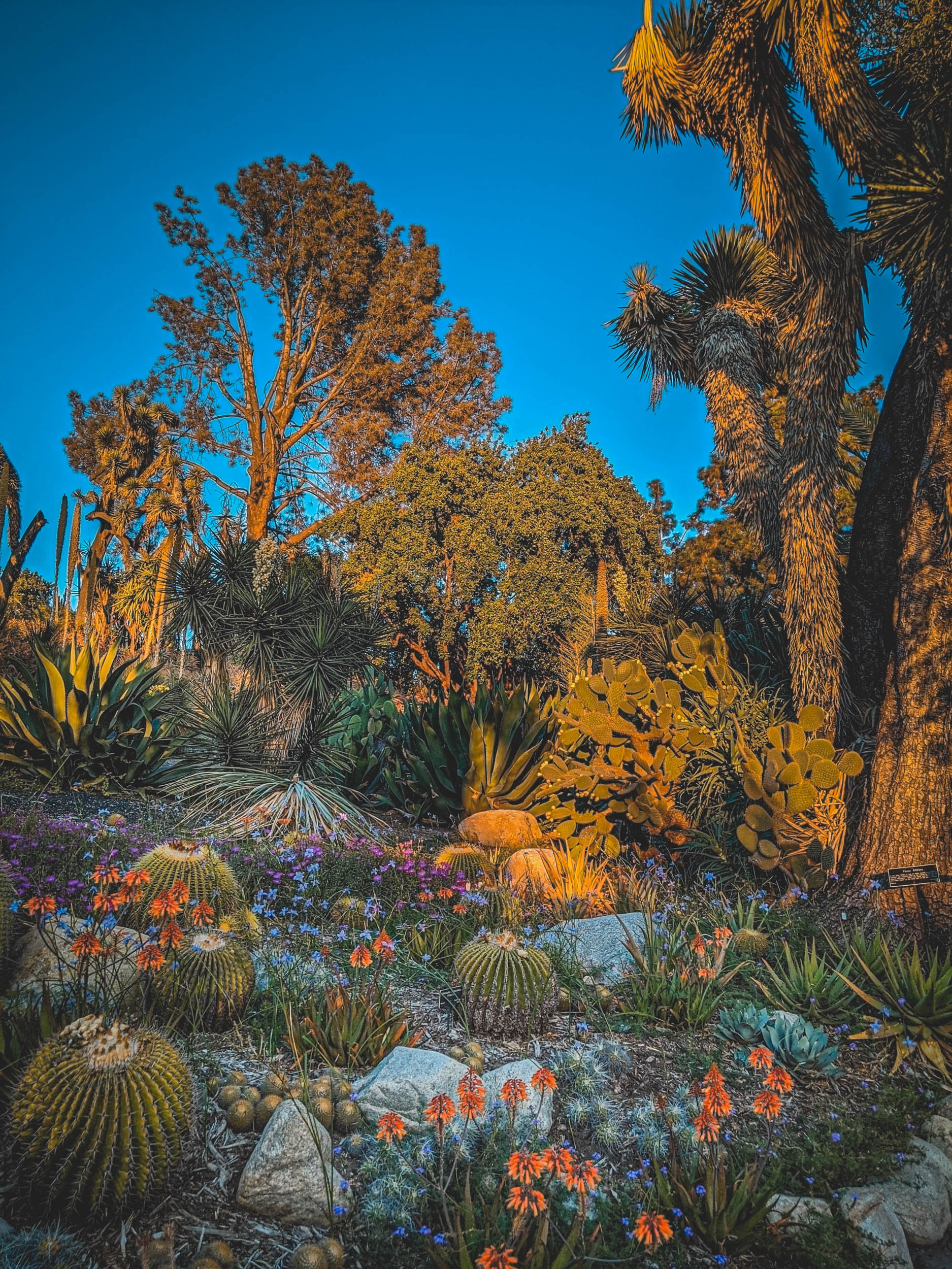 #EyesForLA, America, Los Angeles, naina redhu, naina.co, usa, huntington library and botanical gardens, huntington botanical gardens, huntington botanical gardens los angeles, succulents, cactus, cacti, garden benches, sunset, desert garden, haworthia, haworthiopsis, gasteria, prickly pear, plants, trees, conservation, ecology, orchids, chrysanthemums, flower show, flowers, cactus flowers, stinky flowers, california, california plants, agave, aloe vera, succulent garden, finger lime, eyesfordestinations, eyes for destinations, koi pond, fish, flower photography, plant photography, flower close-ups, plant close-ups, succulent close ups, succulent photography, lifestyle photographer, travel photographer,