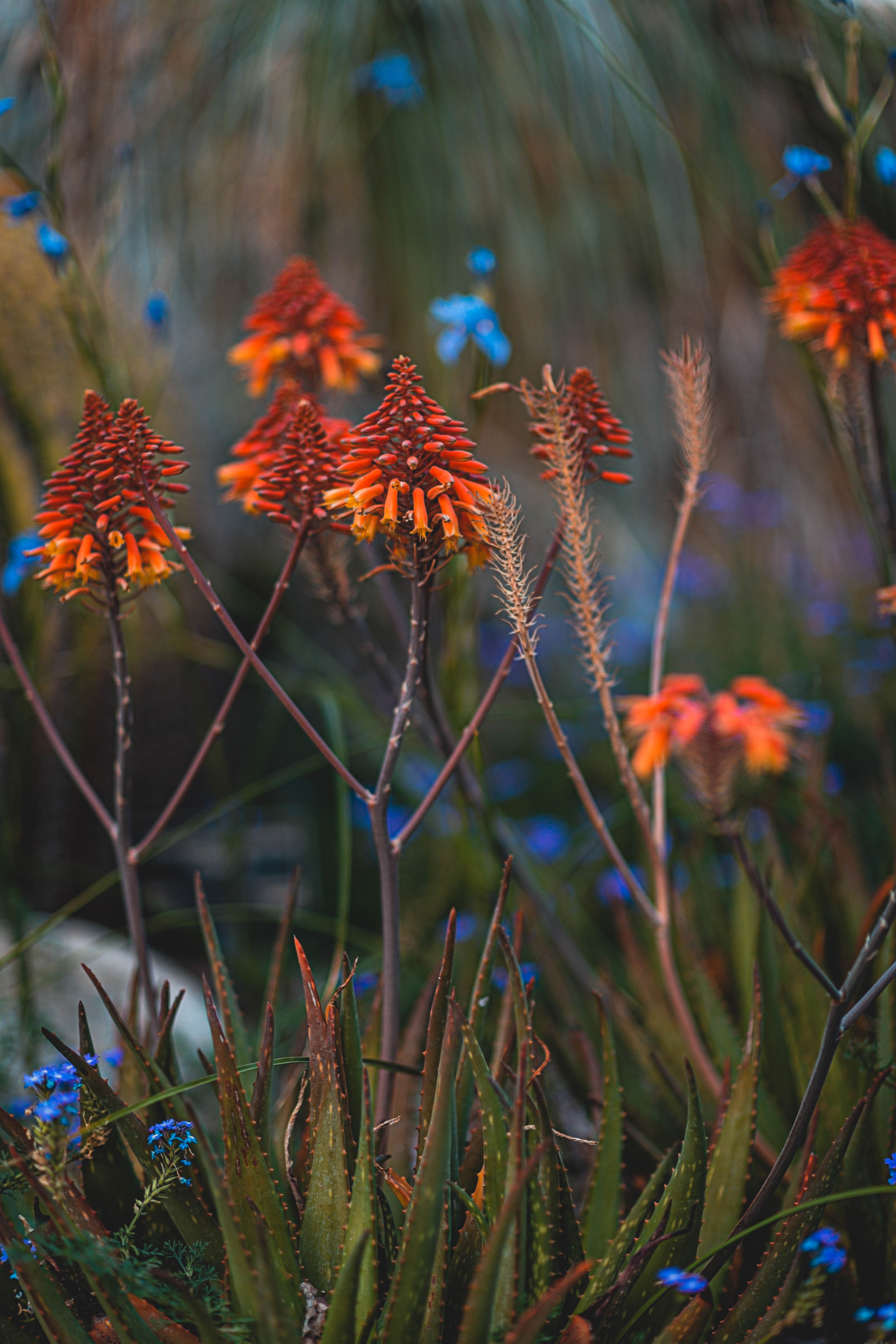 #EyesForLA, America, Los Angeles, naina redhu, naina.co, usa, huntington library and botanical gardens, huntington botanical gardens, huntington botanical gardens los angeles, succulents, cactus, cacti, garden benches, sunset, desert garden, haworthia, haworthiopsis, gasteria, prickly pear, plants, trees, conservation, ecology, orchids, chrysanthemums, flower show, flowers, cactus flowers, stinky flowers, california, california plants, agave, aloe vera, succulent garden, finger lime, eyesfordestinations, eyes for destinations, koi pond, fish, flower photography, plant photography, flower close-ups, plant close-ups, succulent close ups, succulent photography, lifestyle photographer, travel photographer,