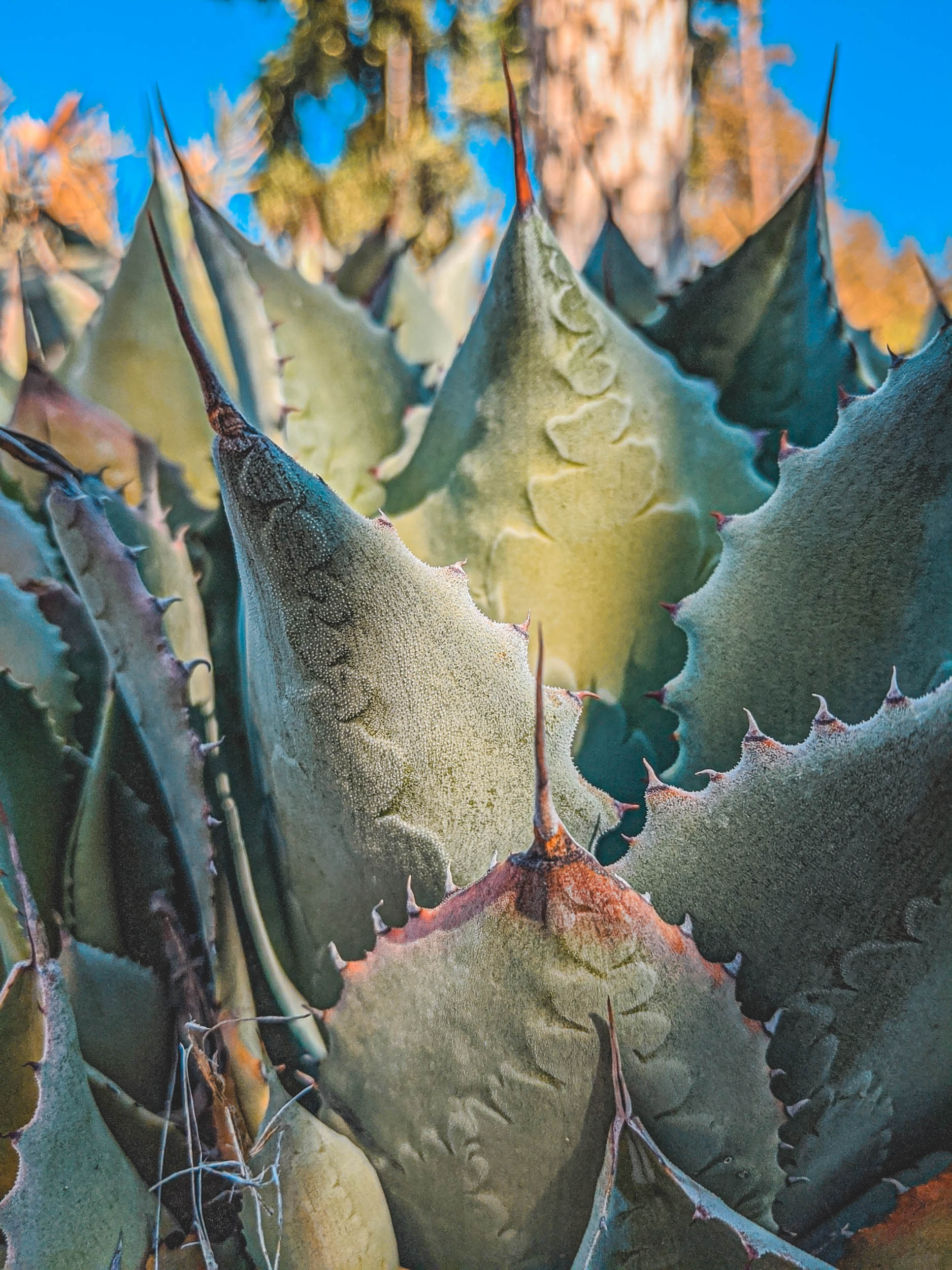 #EyesForLA, America, Los Angeles, naina redhu, naina.co, usa, huntington library and botanical gardens, huntington botanical gardens, huntington botanical gardens los angeles, succulents, cactus, cacti, garden benches, sunset, desert garden, haworthia, haworthiopsis, gasteria, prickly pear, plants, trees, conservation, ecology, orchids, chrysanthemums, flower show, flowers, cactus flowers, stinky flowers, california, california plants, agave, aloe vera, succulent garden, finger lime, eyesfordestinations, eyes for destinations, koi pond, fish, flower photography, plant photography, flower close-ups, plant close-ups, succulent close ups, succulent photography, lifestyle photographer, travel photographer,