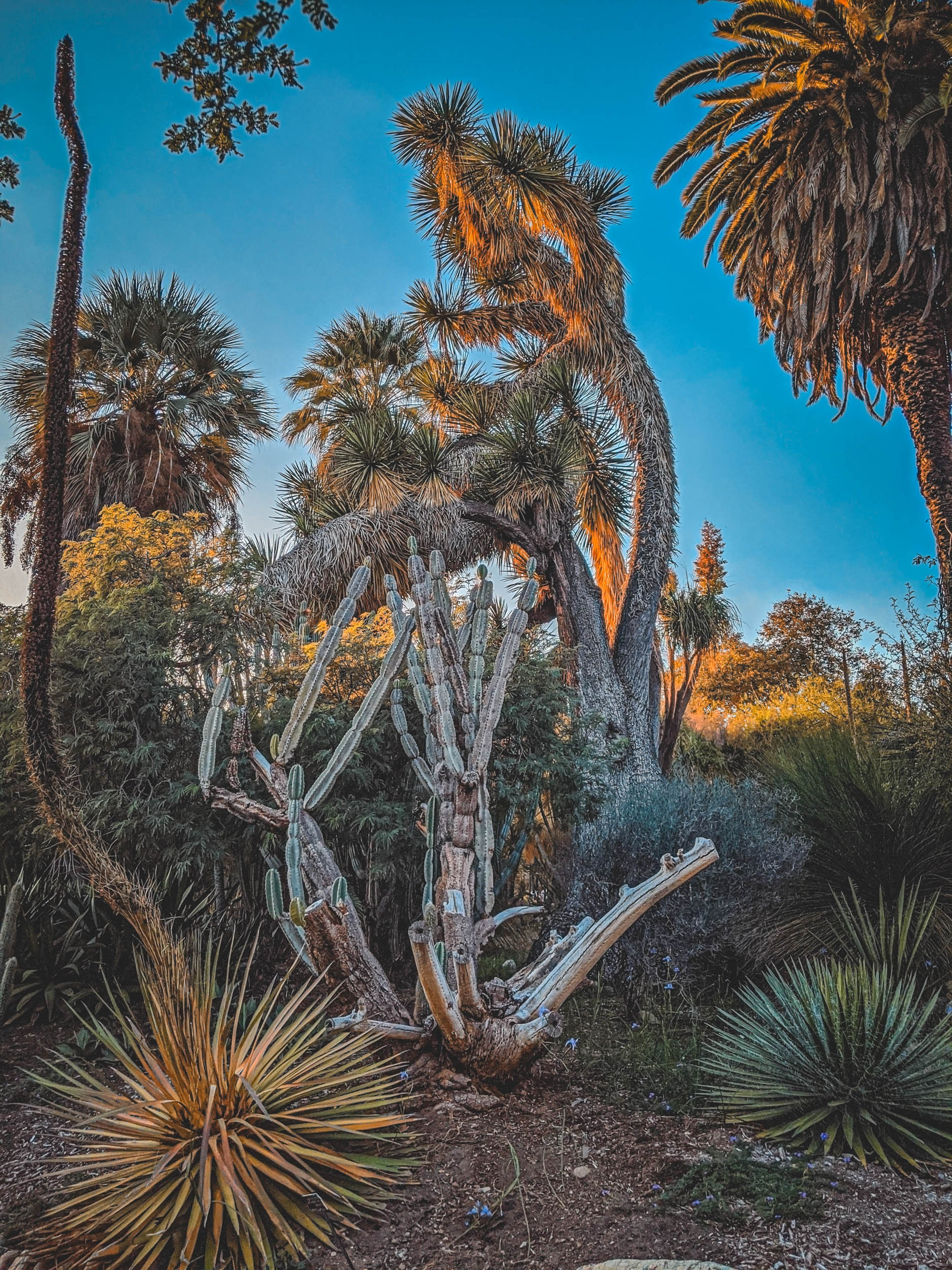 #EyesForLA, America, Los Angeles, naina redhu, naina.co, usa, huntington library and botanical gardens, huntington botanical gardens, huntington botanical gardens los angeles, succulents, cactus, cacti, garden benches, sunset, desert garden, haworthia, haworthiopsis, gasteria, prickly pear, plants, trees, conservation, ecology, orchids, chrysanthemums, flower show, flowers, cactus flowers, stinky flowers, california, california plants, agave, aloe vera, succulent garden, finger lime, eyesfordestinations, eyes for destinations, koi pond, fish, flower photography, plant photography, flower close-ups, plant close-ups, succulent close ups, succulent photography, lifestyle photographer, travel photographer,