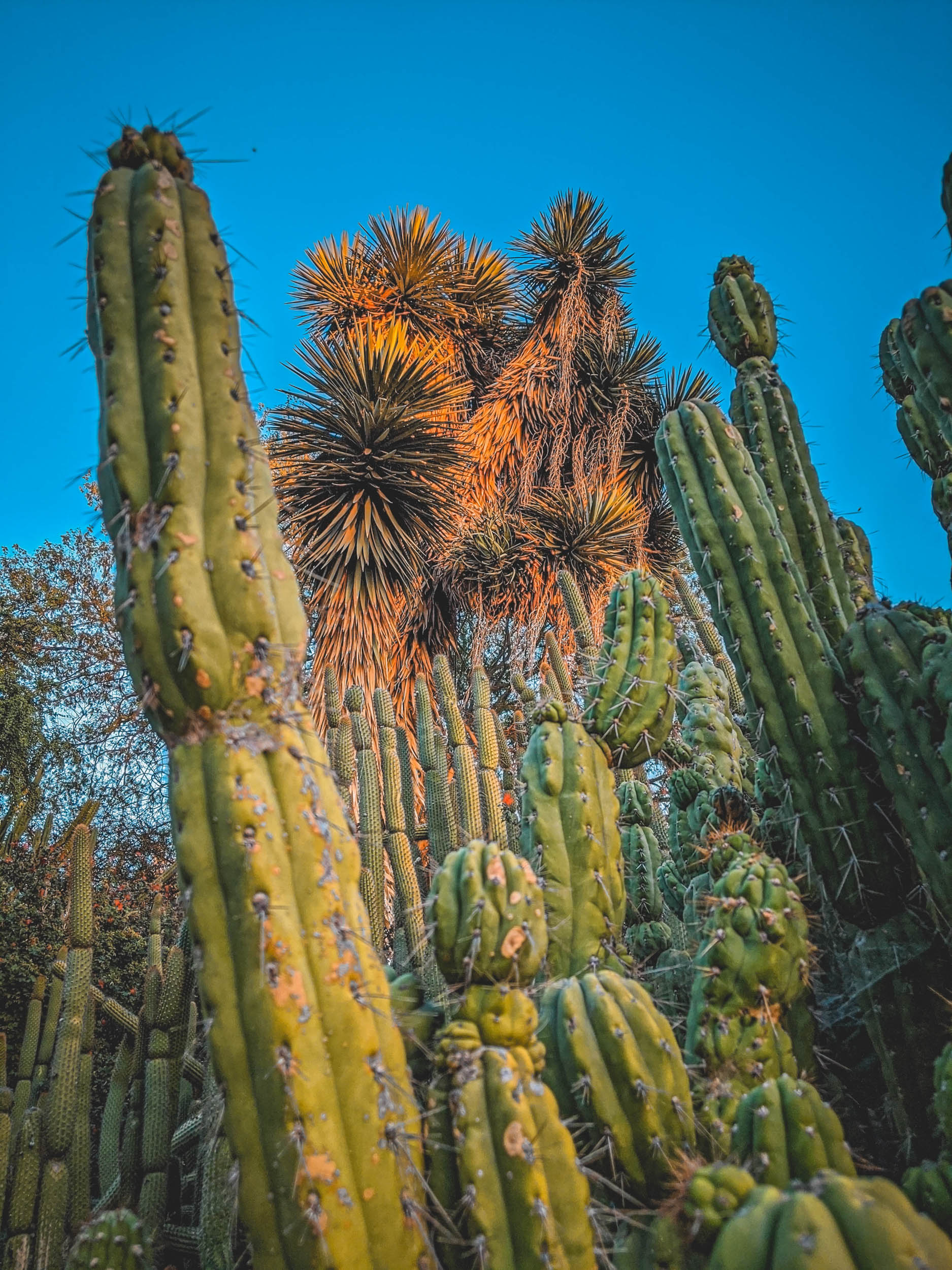 #EyesForLA, America, Los Angeles, naina redhu, naina.co, usa, huntington library and botanical gardens, huntington botanical gardens, huntington botanical gardens los angeles, succulents, cactus, cacti, garden benches, sunset, desert garden, haworthia, haworthiopsis, gasteria, prickly pear, plants, trees, conservation, ecology, orchids, chrysanthemums, flower show, flowers, cactus flowers, stinky flowers, california, california plants, agave, aloe vera, succulent garden, finger lime, eyesfordestinations, eyes for destinations, koi pond, fish, flower photography, plant photography, flower close-ups, plant close-ups, succulent close ups, succulent photography, lifestyle photographer, travel photographer,