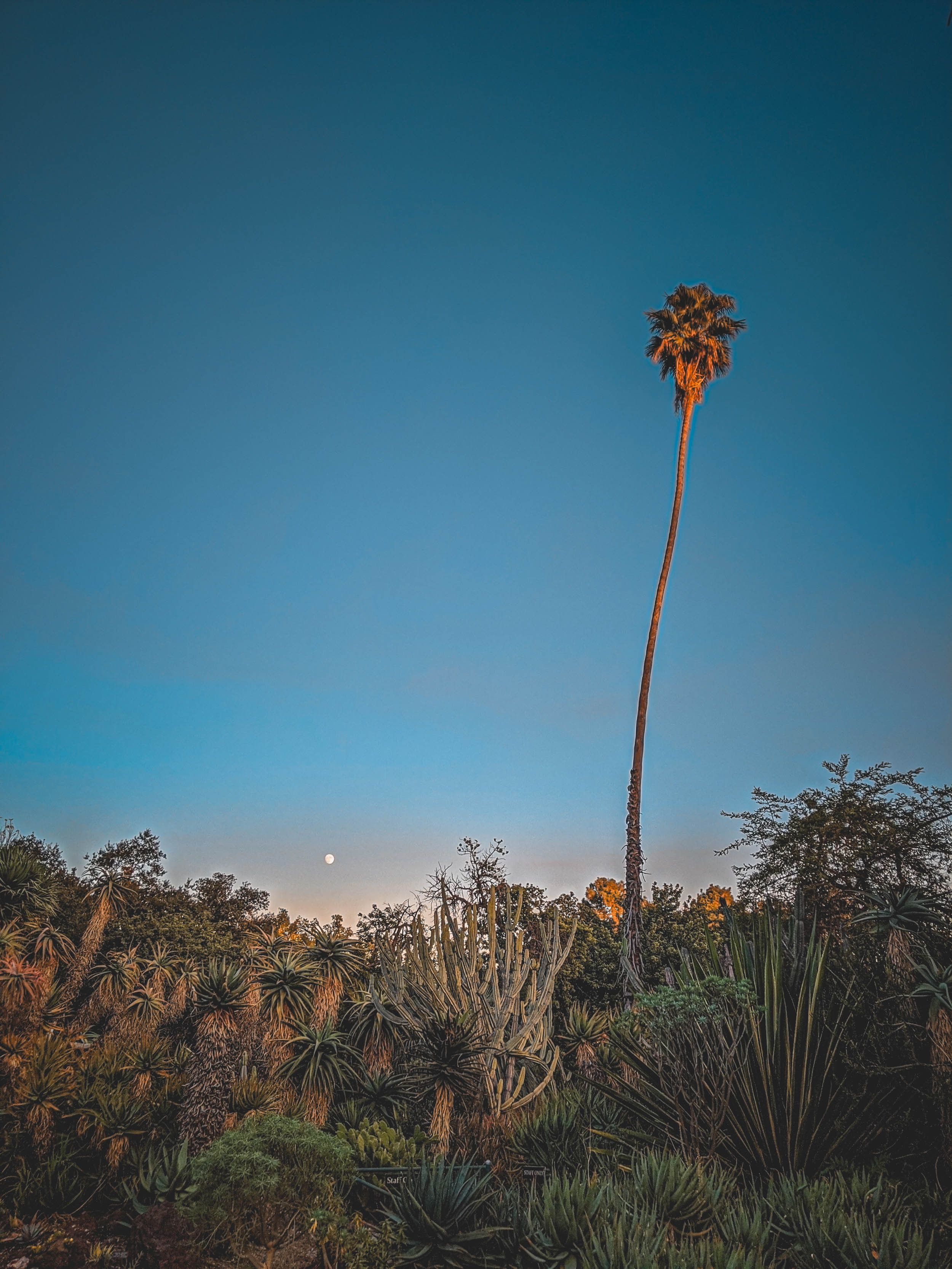 #EyesForLA, America, Los Angeles, naina redhu, naina.co, usa, huntington library and botanical gardens, huntington botanical gardens, huntington botanical gardens los angeles, succulents, cactus, cacti, garden benches, sunset, desert garden, haworthia, haworthiopsis, gasteria, prickly pear, plants, trees, conservation, ecology, orchids, chrysanthemums, flower show, flowers, cactus flowers, stinky flowers, california, california plants, agave, aloe vera, succulent garden, finger lime, eyesfordestinations, eyes for destinations, koi pond, fish, flower photography, plant photography, flower close-ups, plant close-ups, succulent close ups, succulent photography, lifestyle photographer, travel photographer,