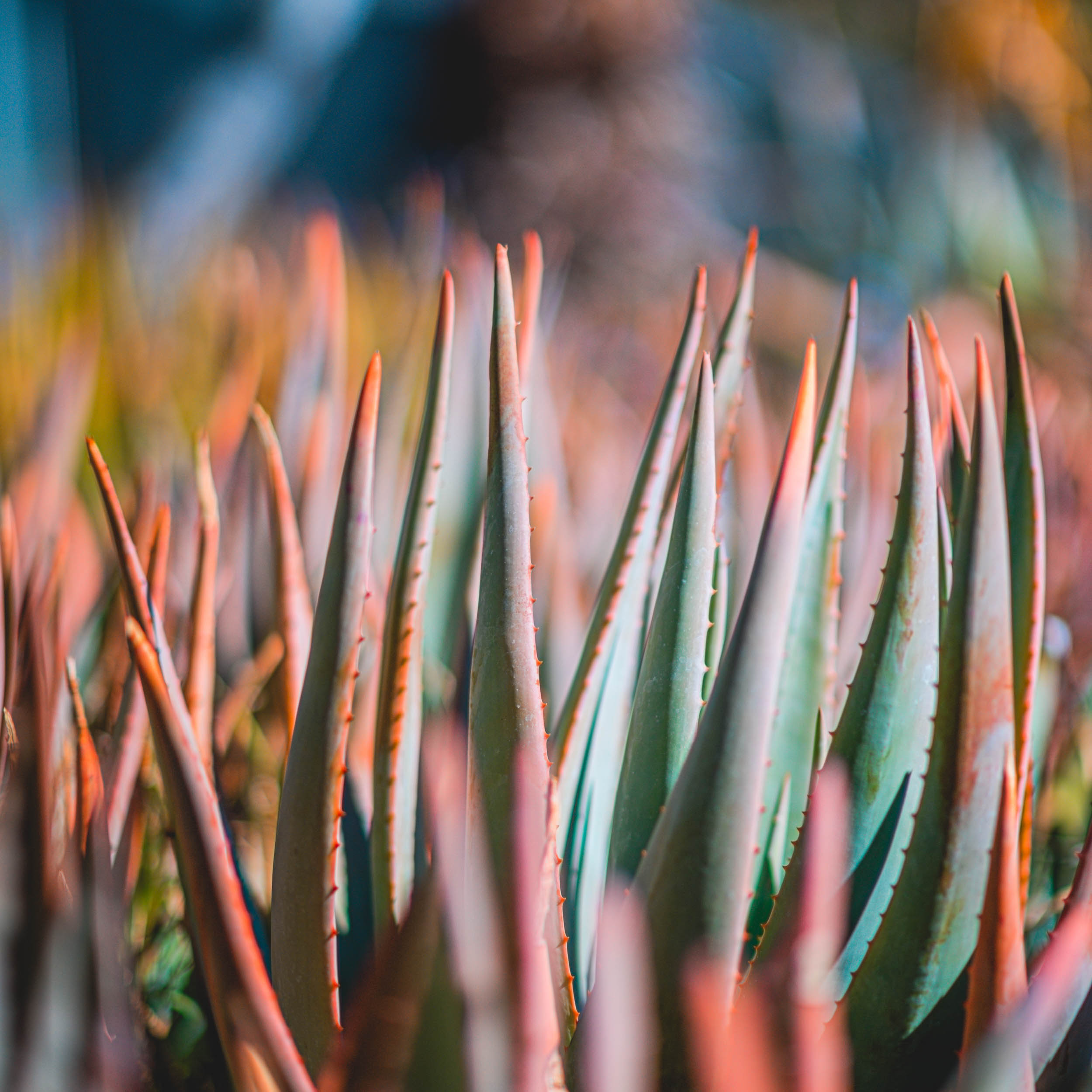 #EyesForLA, America, Los Angeles, naina redhu, naina.co, usa, huntington library and botanical gardens, huntington botanical gardens, huntington botanical gardens los angeles, succulents, cactus, cacti, garden benches, sunset, desert garden, haworthia, haworthiopsis, gasteria, prickly pear, plants, trees, conservation, ecology, orchids, chrysanthemums, flower show, flowers, cactus flowers, stinky flowers, california, california plants, agave, aloe vera, succulent garden, finger lime, eyesfordestinations, eyes for destinations, koi pond, fish, flower photography, plant photography, flower close-ups, plant close-ups, succulent close ups, succulent photography, lifestyle photographer, travel photographer,