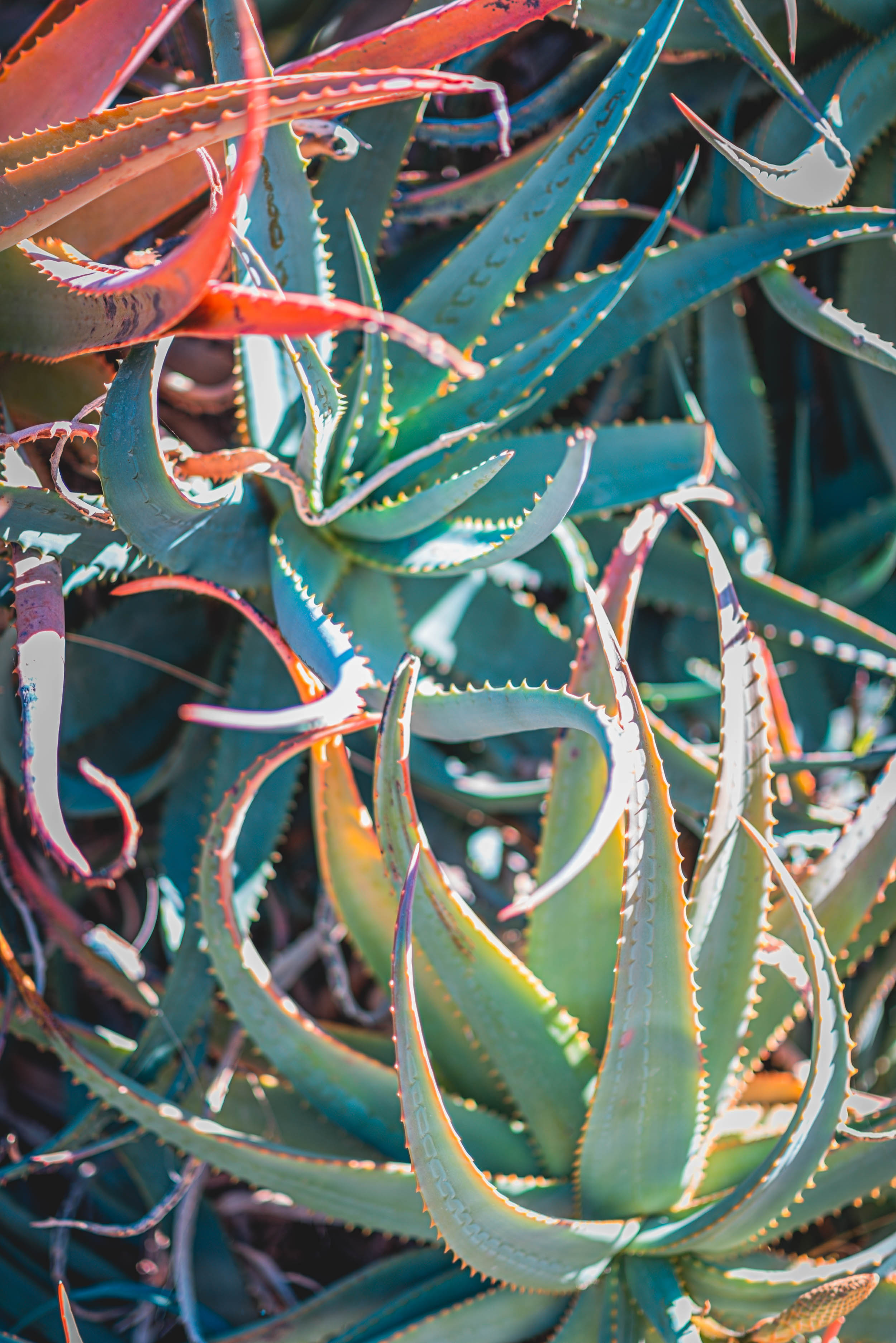 #EyesForLA, America, Los Angeles, naina redhu, naina.co, usa, huntington library and botanical gardens, huntington botanical gardens, huntington botanical gardens los angeles, succulents, cactus, cacti, garden benches, sunset, desert garden, haworthia, haworthiopsis, gasteria, prickly pear, plants, trees, conservation, ecology, orchids, chrysanthemums, flower show, flowers, cactus flowers, stinky flowers, california, california plants, agave, aloe vera, succulent garden, finger lime, eyesfordestinations, eyes for destinations, koi pond, fish, flower photography, plant photography, flower close-ups, plant close-ups, succulent close ups, succulent photography, lifestyle photographer, travel photographer,