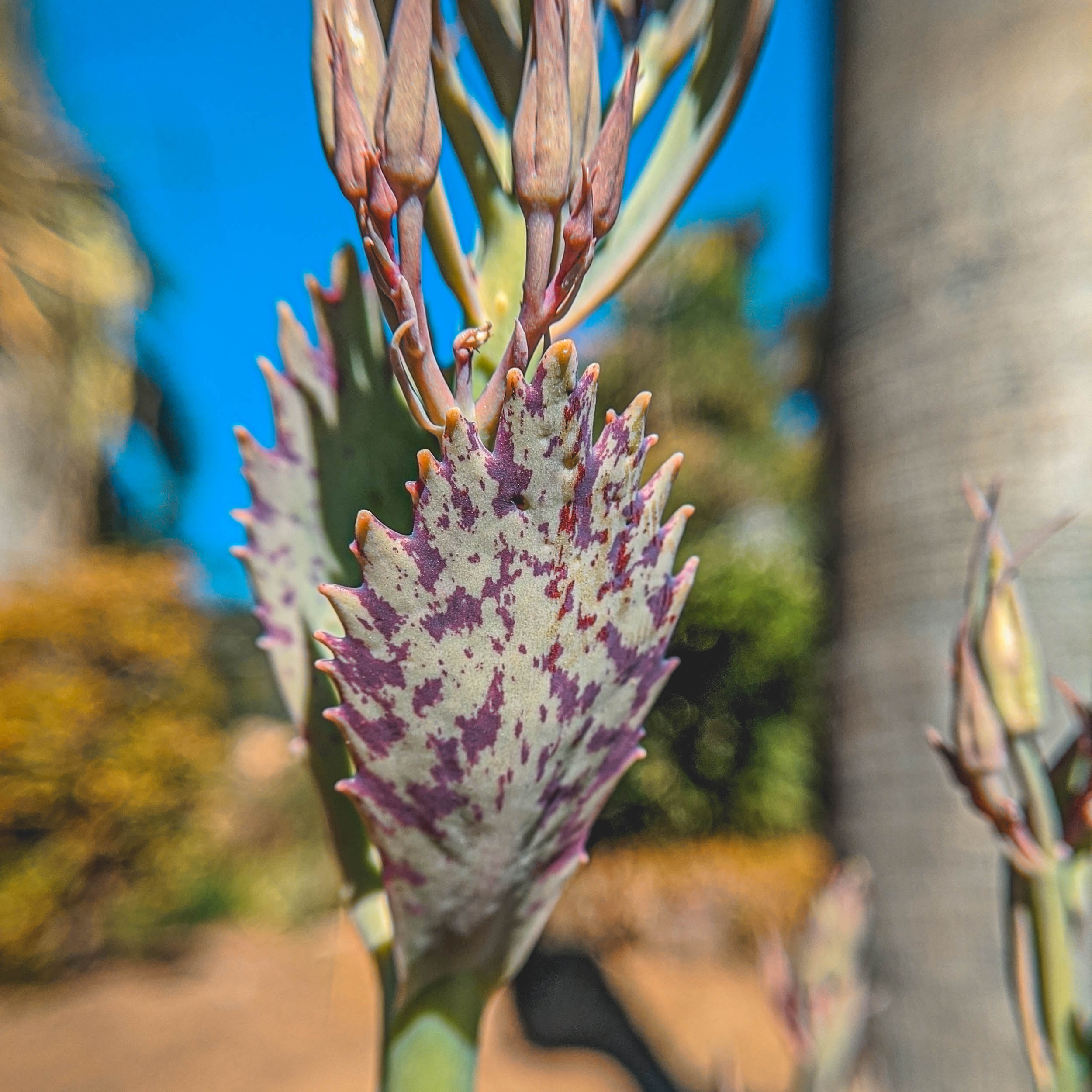 #EyesForLA, America, Los Angeles, naina redhu, naina.co, usa, huntington library and botanical gardens, huntington botanical gardens, huntington botanical gardens los angeles, succulents, cactus, cacti, garden benches, sunset, desert garden, haworthia, haworthiopsis, gasteria, prickly pear, plants, trees, conservation, ecology, orchids, chrysanthemums, flower show, flowers, cactus flowers, stinky flowers, california, california plants, agave, aloe vera, succulent garden, finger lime, eyesfordestinations, eyes for destinations, koi pond, fish, flower photography, plant photography, flower close-ups, plant close-ups, succulent close ups, succulent photography, lifestyle photographer, travel photographer,