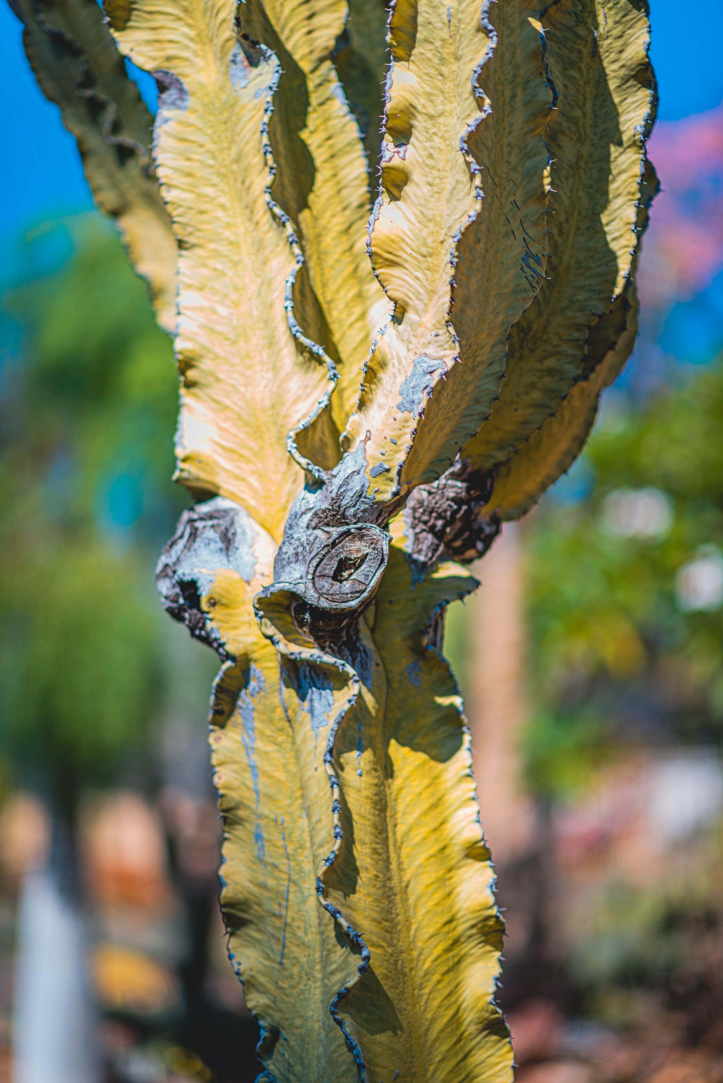 #EyesForLA, America, Los Angeles, naina redhu, naina.co, usa, huntington library and botanical gardens, huntington botanical gardens, huntington botanical gardens los angeles, succulents, cactus, cacti, garden benches, sunset, desert garden, haworthia, haworthiopsis, gasteria, prickly pear, plants, trees, conservation, ecology, orchids, chrysanthemums, flower show, flowers, cactus flowers, stinky flowers, california, california plants, agave, aloe vera, succulent garden, finger lime, eyesfordestinations, eyes for destinations, koi pond, fish, flower photography, plant photography, flower close-ups, plant close-ups, succulent close ups, succulent photography, lifestyle photographer, travel photographer,