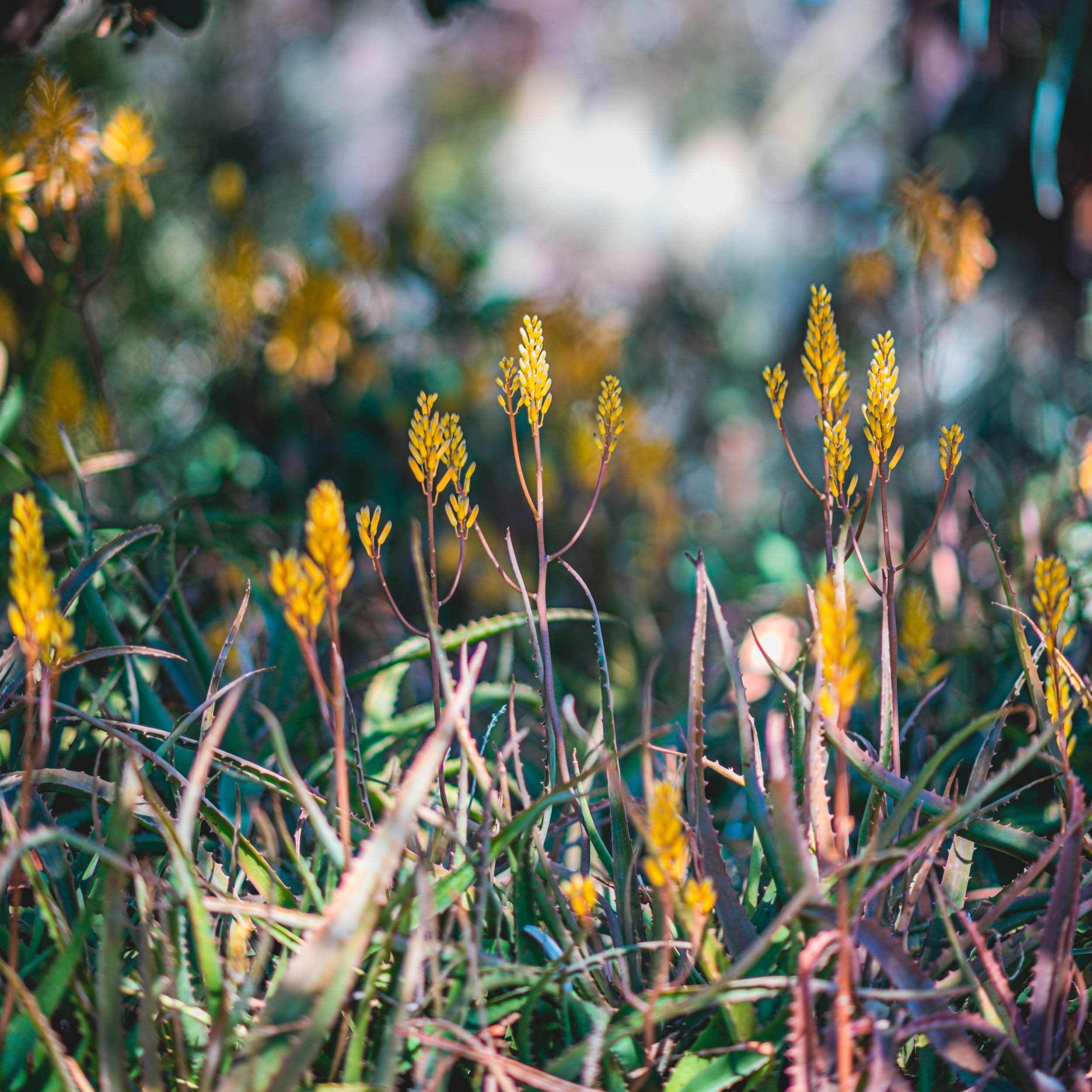 #EyesForLA, America, Los Angeles, naina redhu, naina.co, usa, huntington library and botanical gardens, huntington botanical gardens, huntington botanical gardens los angeles, succulents, cactus, cacti, garden benches, sunset, desert garden, haworthia, haworthiopsis, gasteria, prickly pear, plants, trees, conservation, ecology, orchids, chrysanthemums, flower show, flowers, cactus flowers, stinky flowers, california, california plants, agave, aloe vera, succulent garden, finger lime, eyesfordestinations, eyes for destinations, koi pond, fish, flower photography, plant photography, flower close-ups, plant close-ups, succulent close ups, succulent photography, lifestyle photographer, travel photographer,