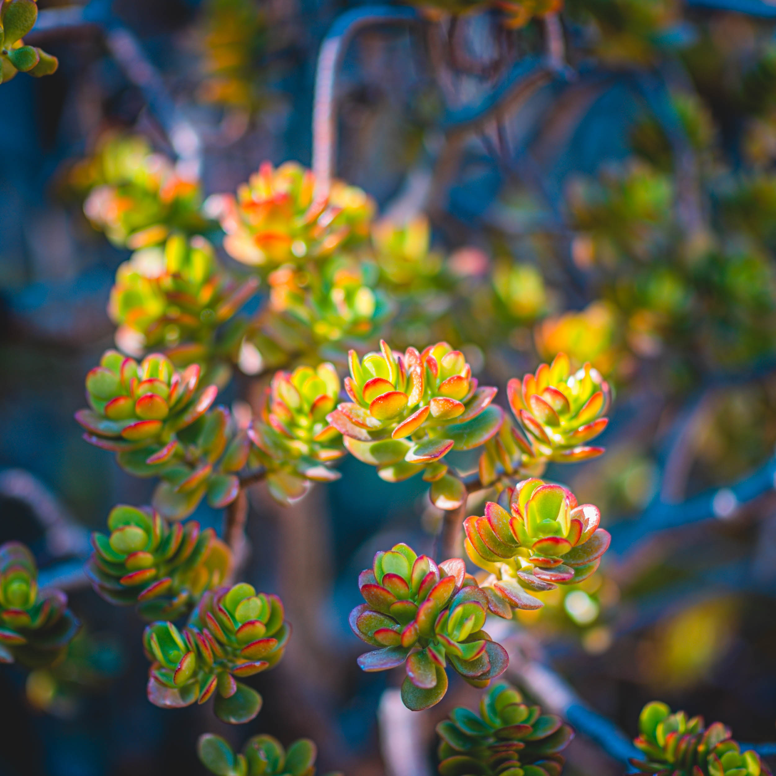 #EyesForLA, America, Los Angeles, naina redhu, naina.co, usa, huntington library and botanical gardens, huntington botanical gardens, huntington botanical gardens los angeles, succulents, cactus, cacti, garden benches, sunset, desert garden, haworthia, haworthiopsis, gasteria, prickly pear, plants, trees, conservation, ecology, orchids, chrysanthemums, flower show, flowers, cactus flowers, stinky flowers, california, california plants, agave, aloe vera, succulent garden, finger lime, eyesfordestinations, eyes for destinations, koi pond, fish, flower photography, plant photography, flower close-ups, plant close-ups, succulent close ups, succulent photography, lifestyle photographer, travel photographer,