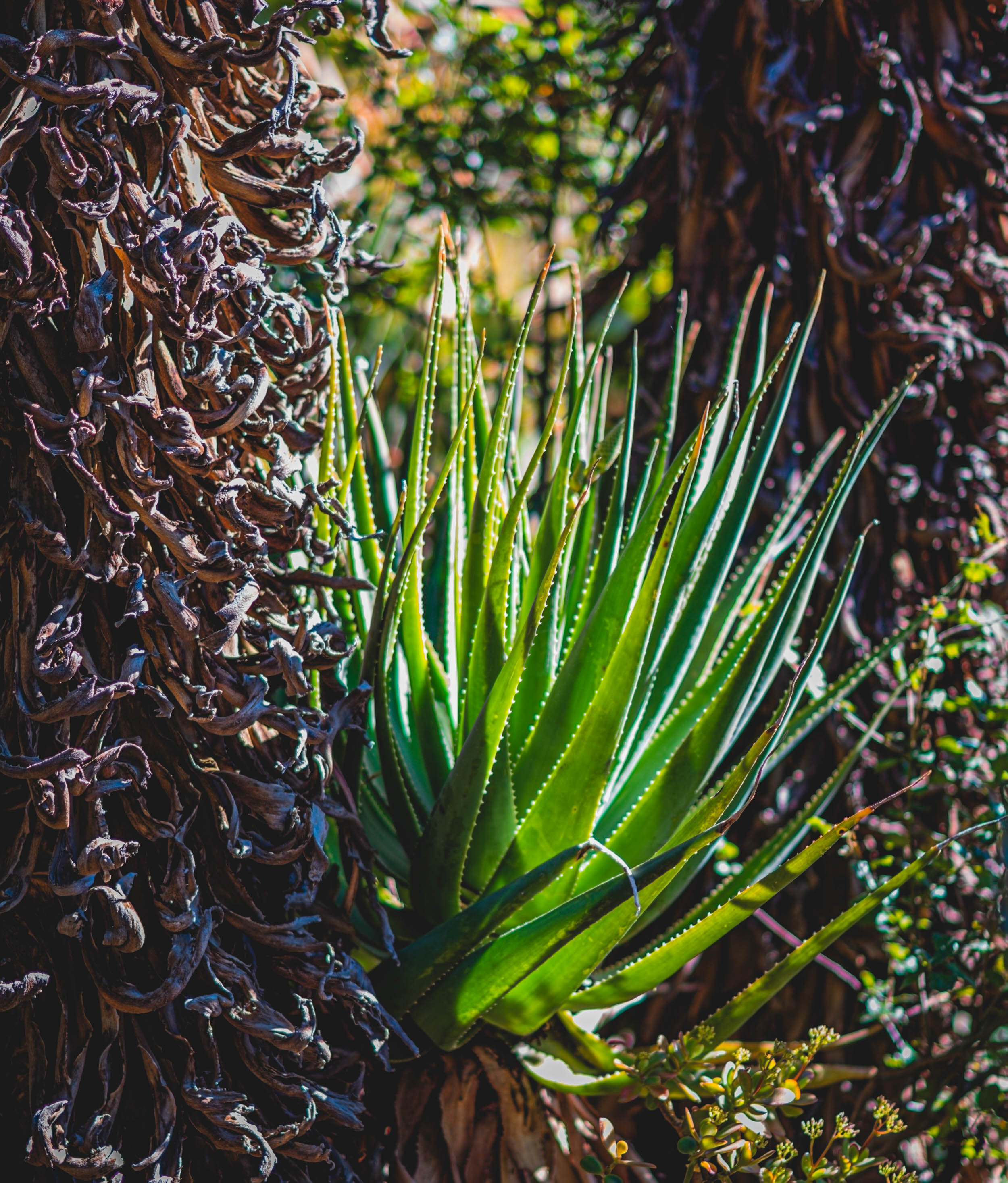 #EyesForLA, America, Los Angeles, naina redhu, naina.co, usa, huntington library and botanical gardens, huntington botanical gardens, huntington botanical gardens los angeles, succulents, cactus, cacti, garden benches, sunset, desert garden, haworthia, haworthiopsis, gasteria, prickly pear, plants, trees, conservation, ecology, orchids, chrysanthemums, flower show, flowers, cactus flowers, stinky flowers, california, california plants, agave, aloe vera, succulent garden, finger lime, eyesfordestinations, eyes for destinations, koi pond, fish, flower photography, plant photography, flower close-ups, plant close-ups, succulent close ups, succulent photography, lifestyle photographer, travel photographer,